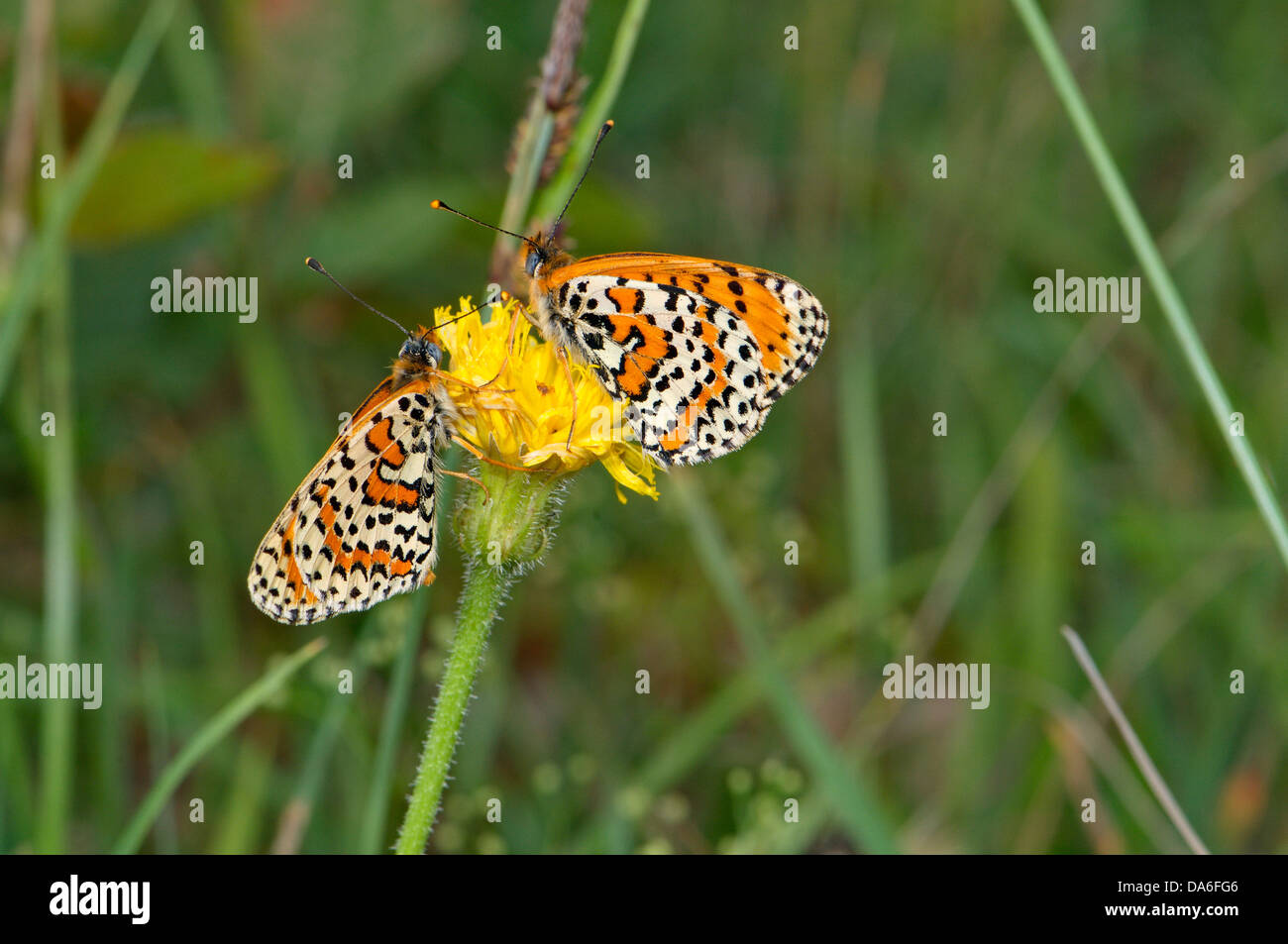 Gefleckte Fritillary, Melitaea Didyma, Schmetterling, Schmetterlinge, Insekten, Insekten, geschützt, indigene, orange, weiß, gepunktet, ani Stockfoto