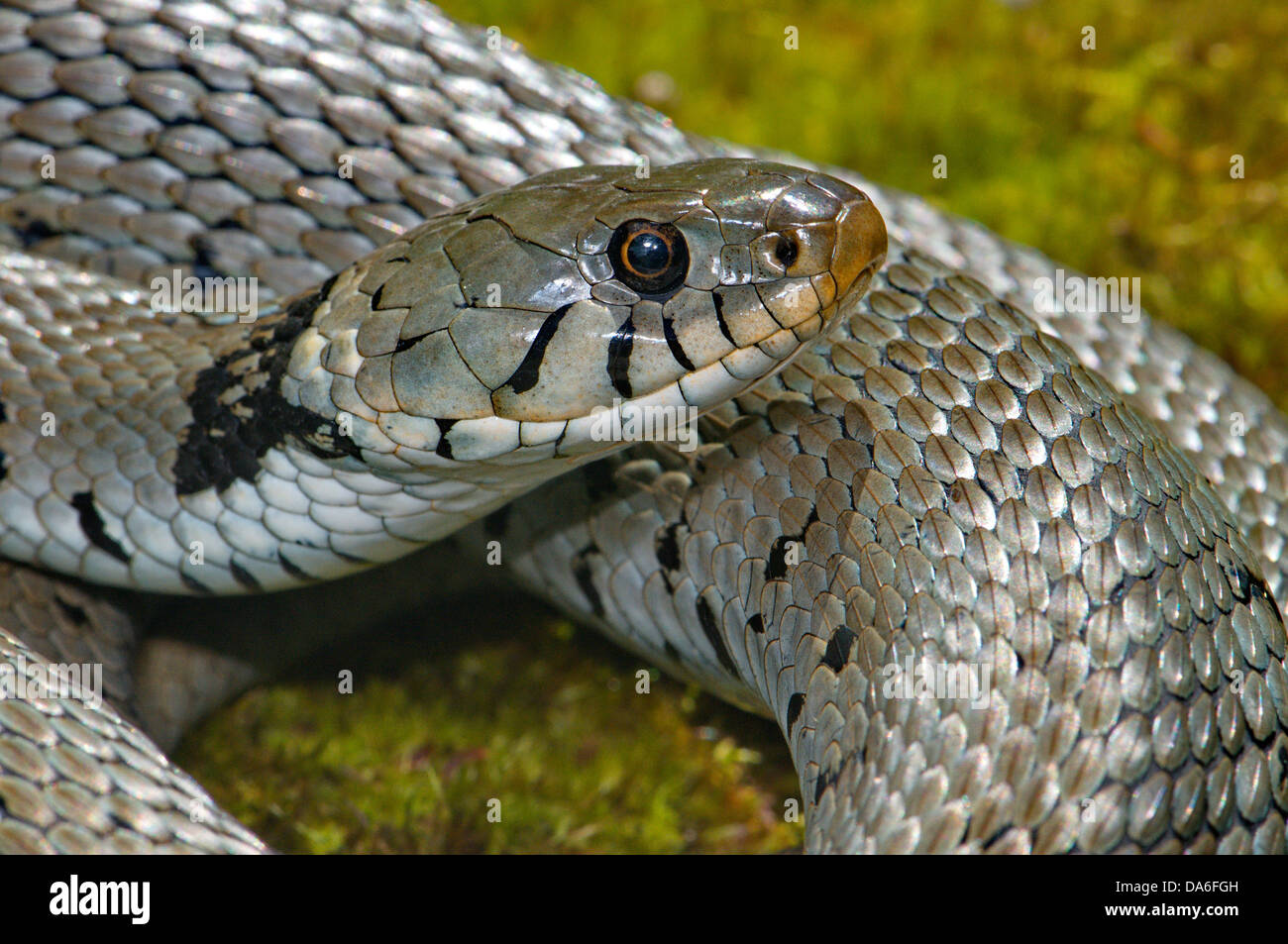 Ringelnatter, Colubrid, Nattern, Natrix Natrix Helvetica, Schlange, Schlangen, Reptilien, Reptilien, Porträt, geschützt, gefährdet, in Stockfoto