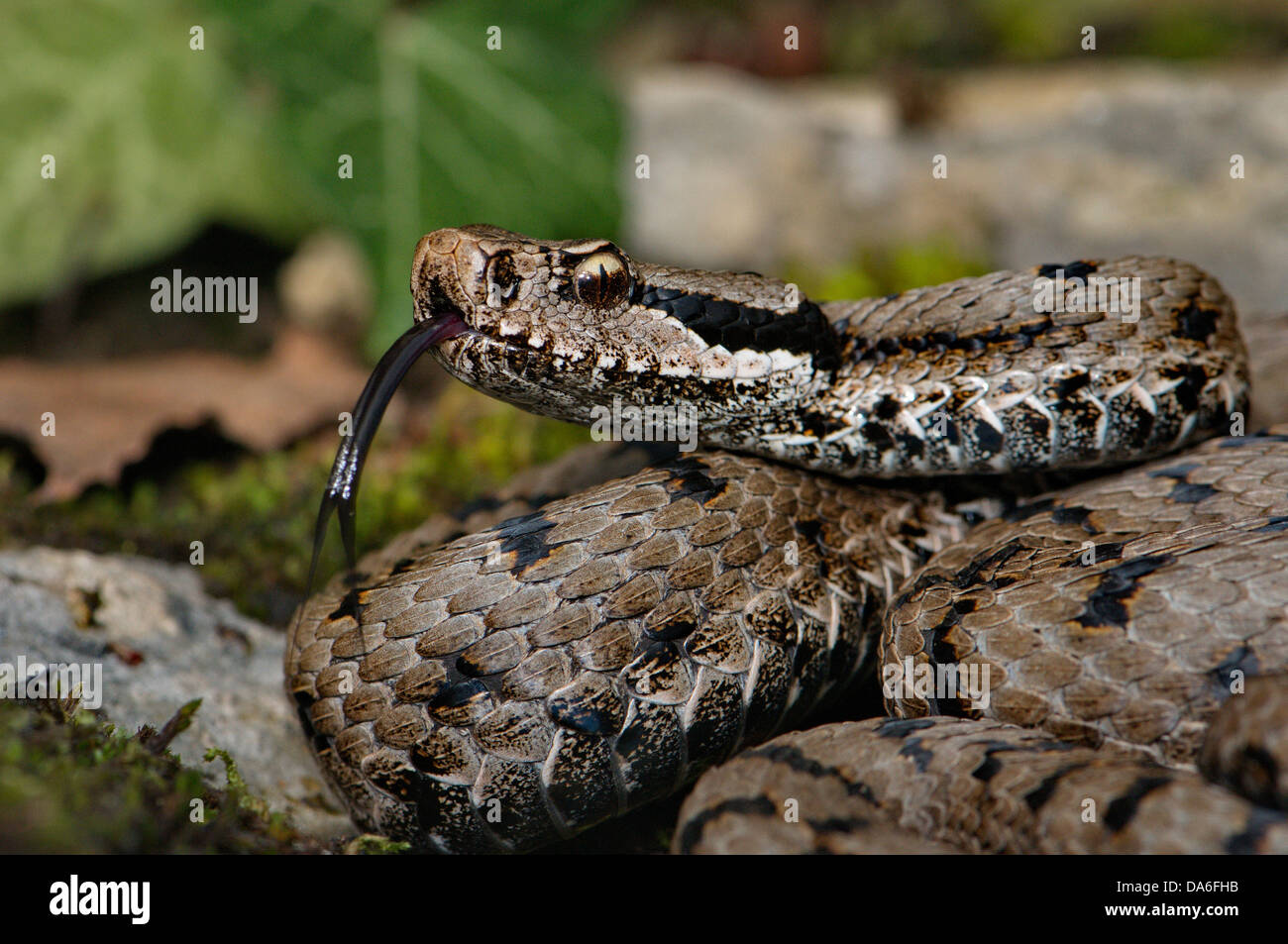 Viper, Viper, Addierer, Nattern, Asp Viper, A. Vipera Aspis, Schlange, Schlangen, Reptilien, Reptilien, Porträt, geschützt, gefährdet, ind Stockfoto