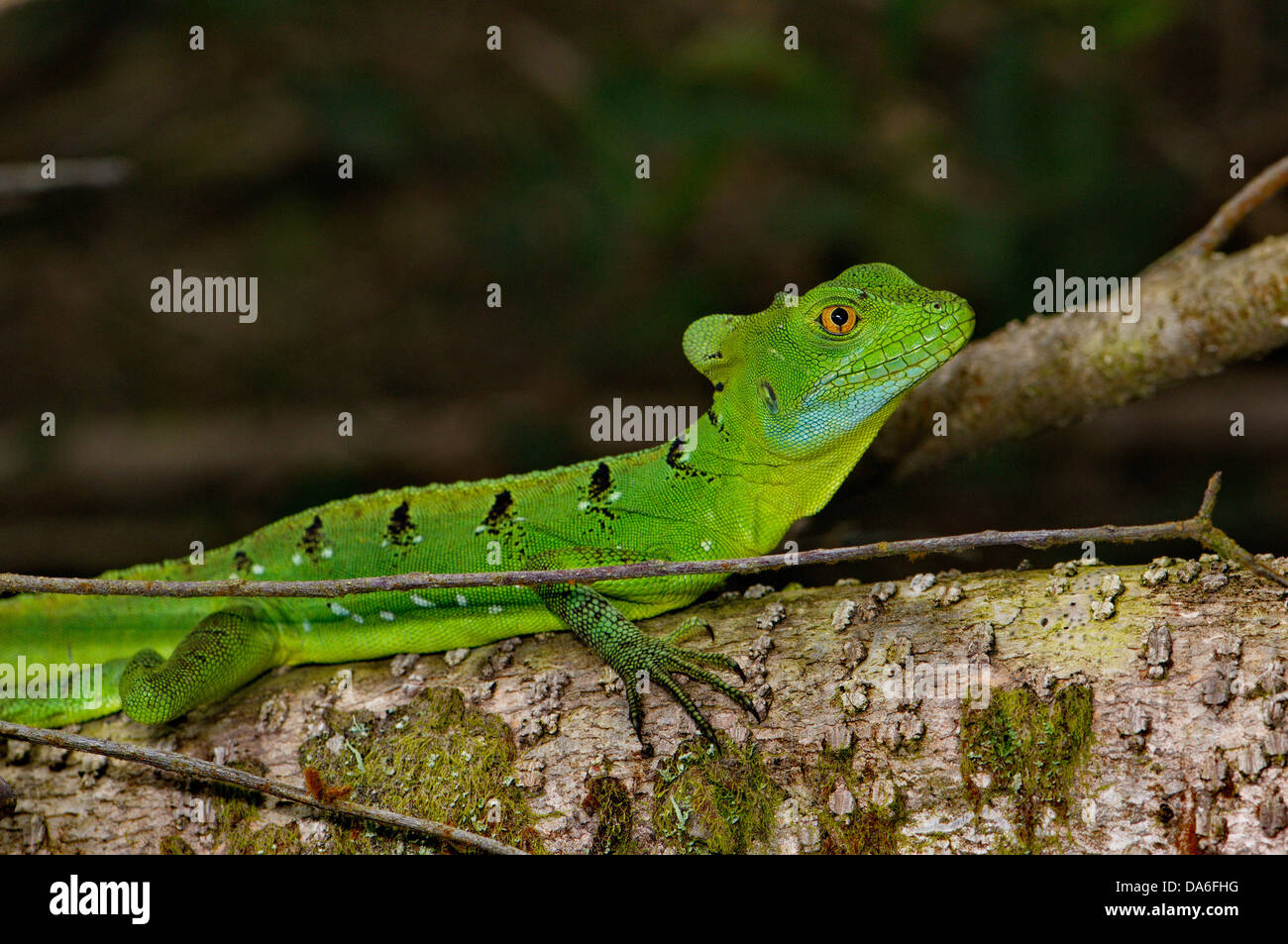 Grüner Leguan, Basiliskos Plumifrons, Basilisc, Jesus Christus Echse, Eidechse, Eidechsen, Reptil, Reptilien, Skala, Skalen, Tier, ein Stockfoto