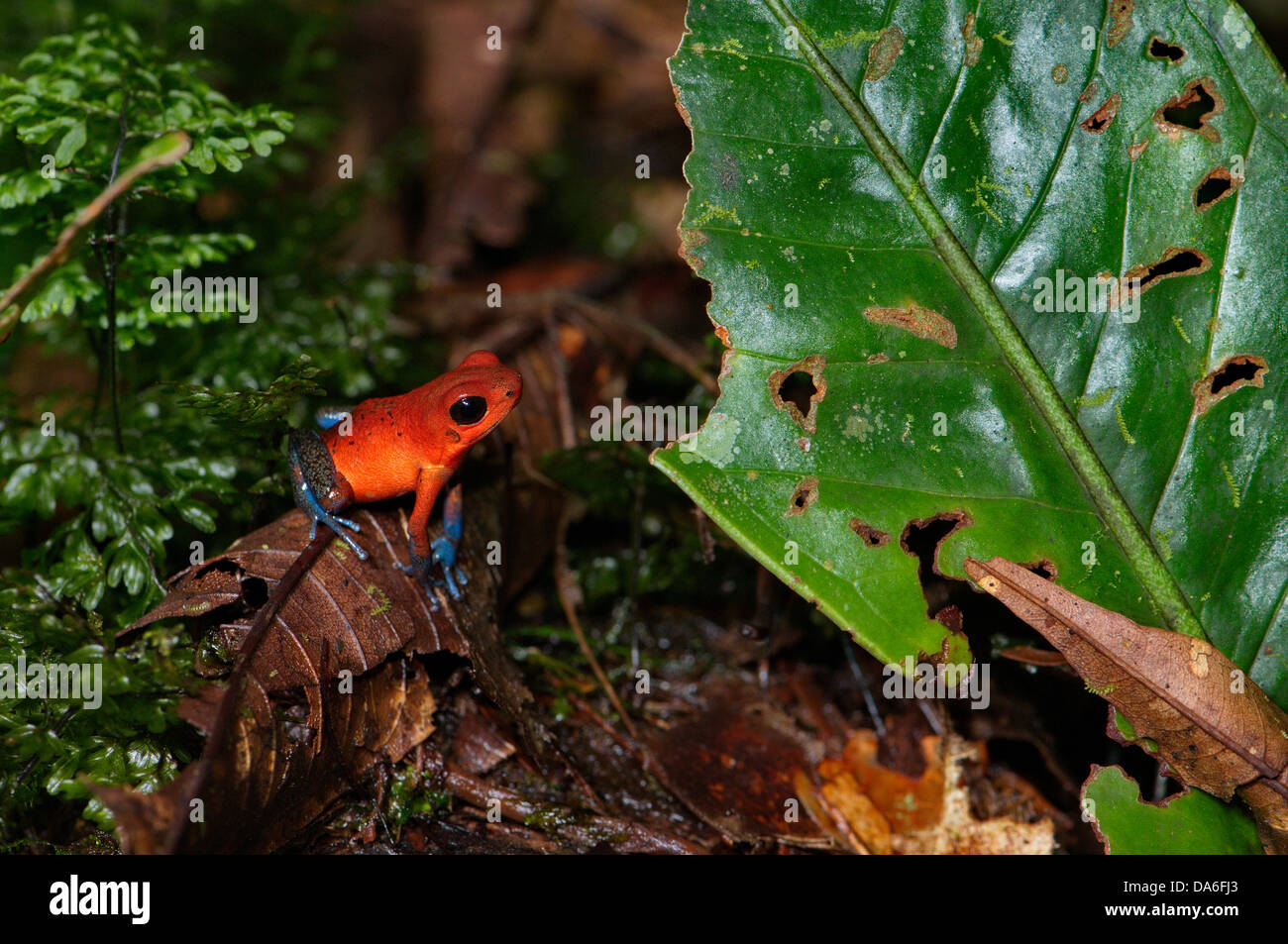 Blue Jeans Frog, Pfeilgiftfrosch, Frosch, Oophaga Pumilio, Amphibium, Amphibien, Anura, Gesamtansicht, Tier, Tiere, Fauna, Wil Stockfoto