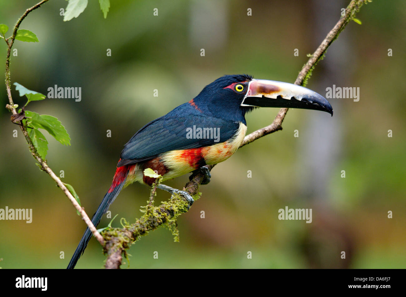 Collared Aracari, Aracari, Tukan, Specht, Pteroglossus Manlius, Vogel, Vögel, Tier, Tiere, Fauna, Tierwelt, wilde anima Stockfoto