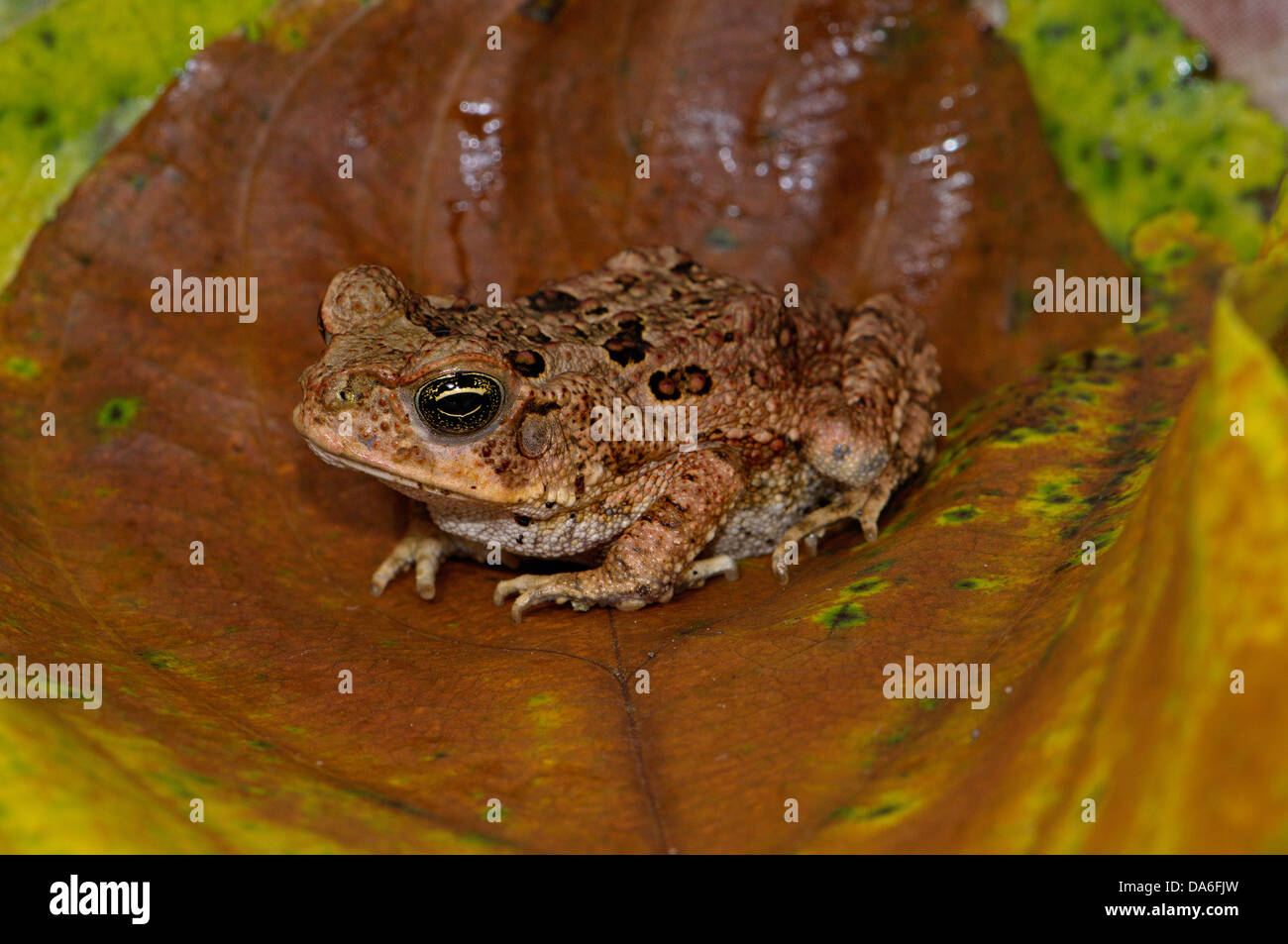 Kröte, Kröten, Cane Toad, Chaunus Marinus, Amphibium, Amphibien, tropisch, costarica, Tier, Tiere, Tierwelt, Wildlife, Wild, ein Stockfoto