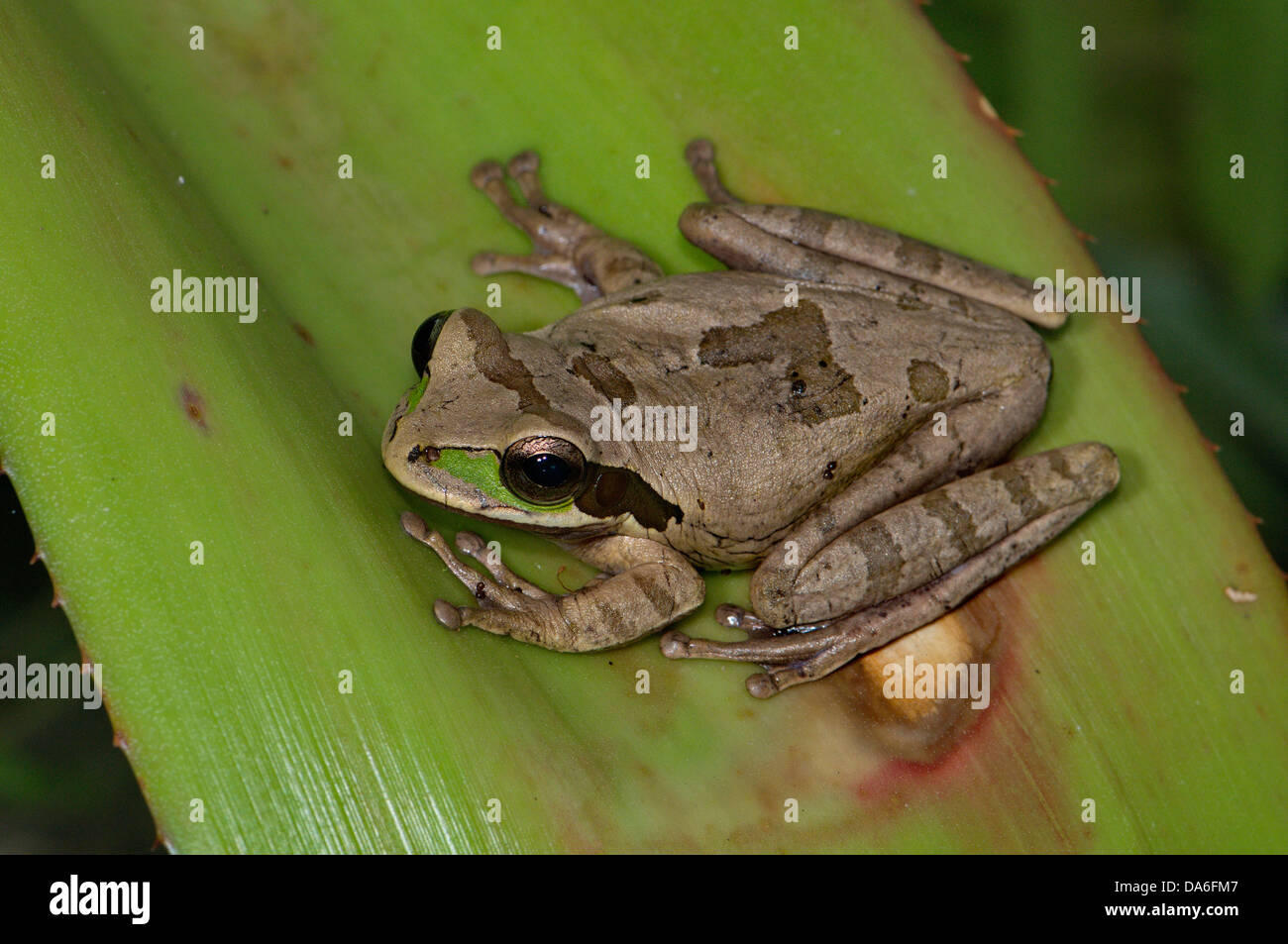 Frosch, Frösche, Baum, Frosch, Costa Rica Treefrog, Smilisca Phaeota, Amphibium, Amphibien, tropischen, costarica, Tier, Tiere, fa Stockfoto