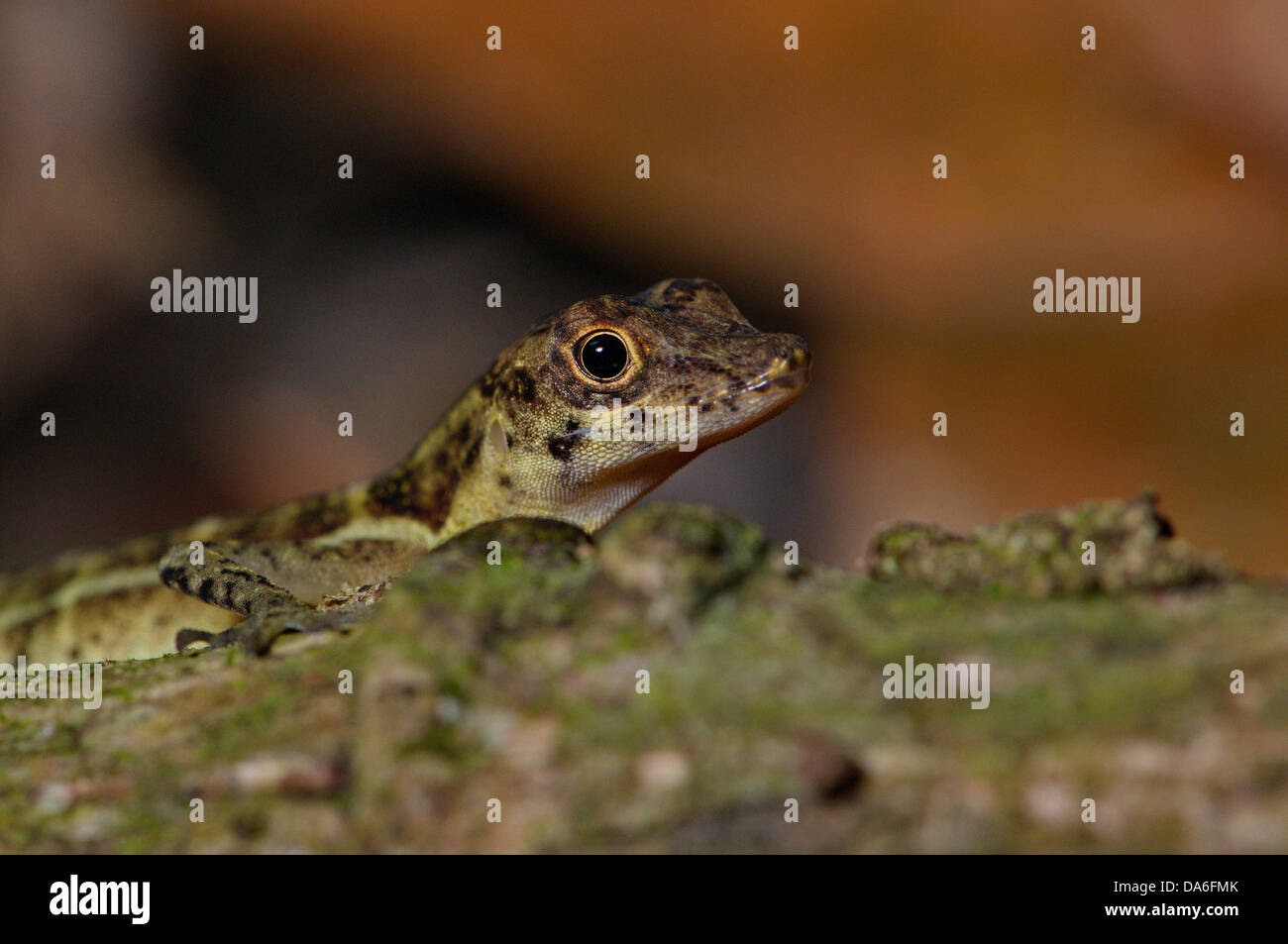 Anole, Norops Charlesmyersi, Männlich, Leguan, Eidechse, Eidechsen, Reptil, Reptilien, Skala, Skalen, Tier, Tiere, Fauna, Tierwelt, Stockfoto