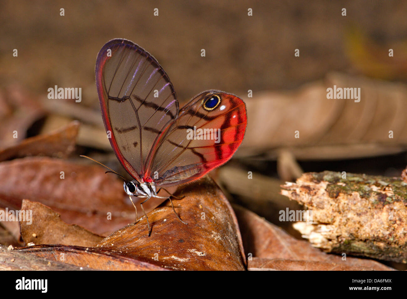 Erröten, Phantom, Cithaerias, Pireta, Schmetterling, Schmetterlinge, Insekten, Insekten, tropisch, Tropen, blau, Tier, Tiere, Fauna, Stockfoto