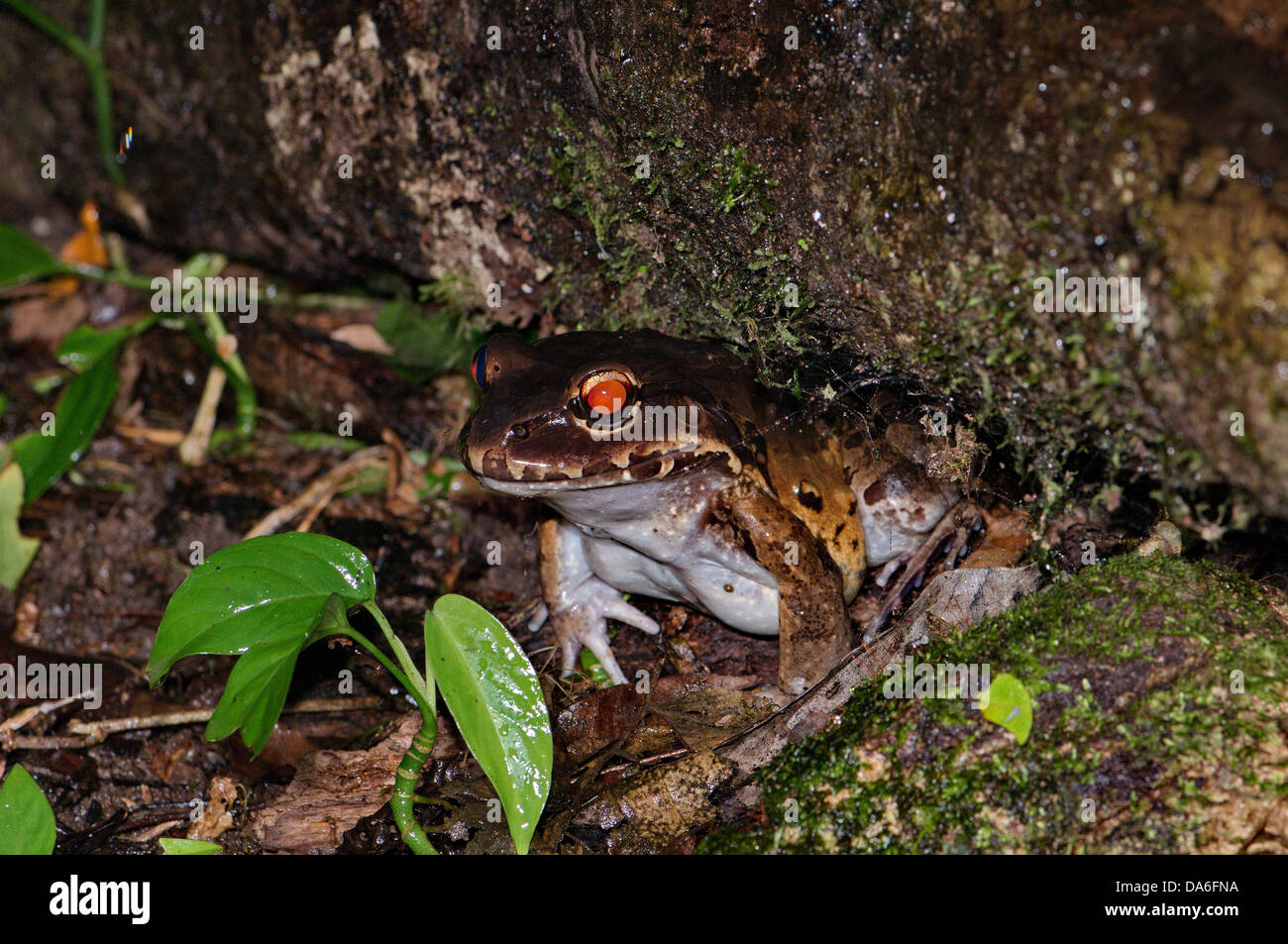 Frosch, Frösche, Bullfrog, Leptodactylus Savagei, Amphibium, Amphibien, tropische Costa Rica Bullfrog, costarica, Tier, Tiere, Stockfoto
