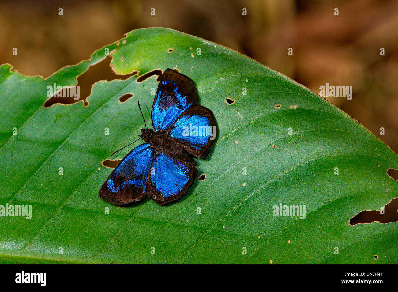 Skipper, Schmetterling, Paches Loxus Gloriosus, Schmetterling, Schmetterlinge, Insekten, Tropical, brillant, blau, Tier, Tierwelt, Wildlife, w Stockfoto