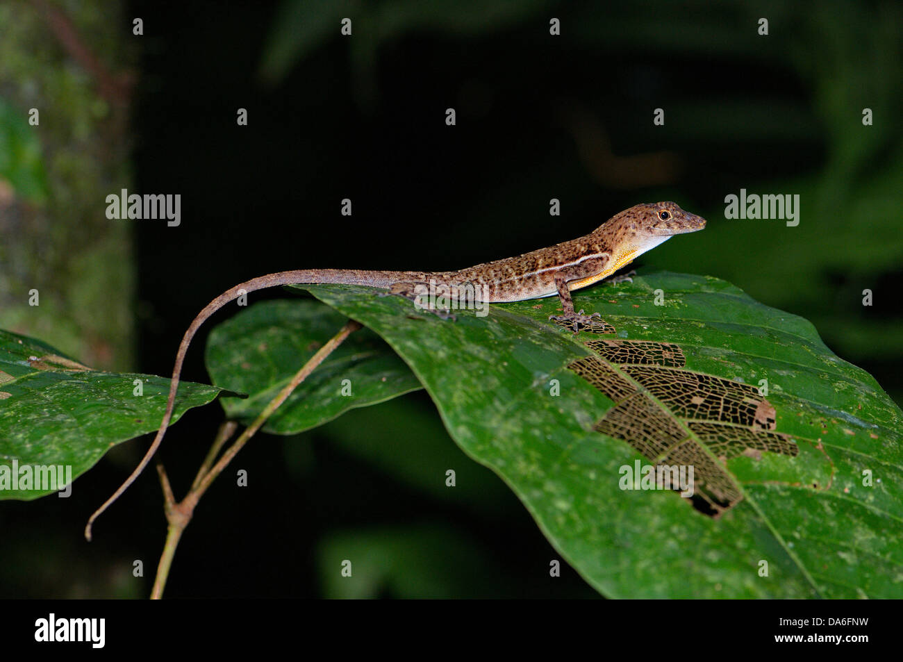 Anole, Norops Charlesmyersi, Männlich, Leguan, Eidechse, Eidechsen, Reptil, Reptilien, Skala, Skalen, Tier, Tiere, Fauna, Tierwelt, Stockfoto