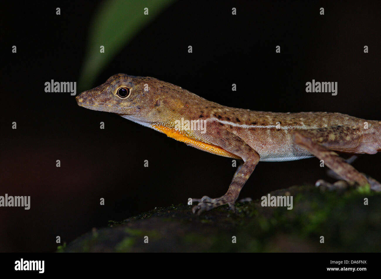 Anole, Norops Charlesmyersi, Männlich, Leguan, Eidechse, Eidechsen, Reptil, Reptilien, Skala, Skalen, Tier, Tiere, Fauna, Tierwelt, Stockfoto