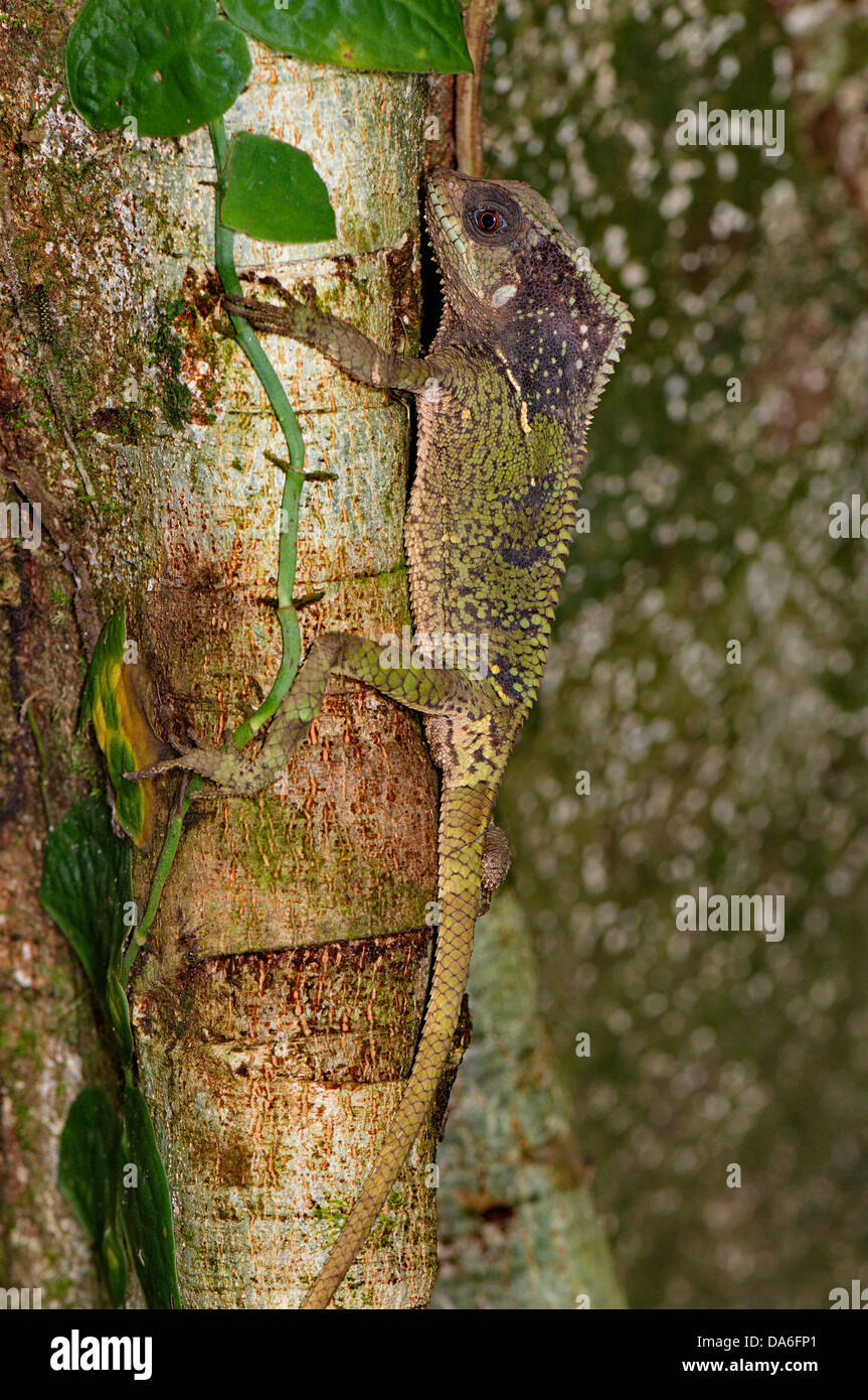 Behelmter Leguan, Iguana, Corytophanes Cristatus, Eidechse, Eidechsen, Reptil, Reptilien, Skala, Skalen, Tier, Tiere, Fauna, wild Stockfoto