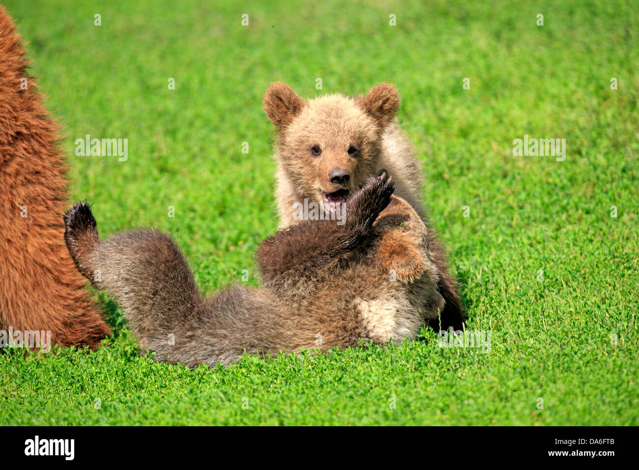 Braunbär (Ursus Arctos), zwei Jungen spielen und balgt mit einander, gefangen Stockfoto