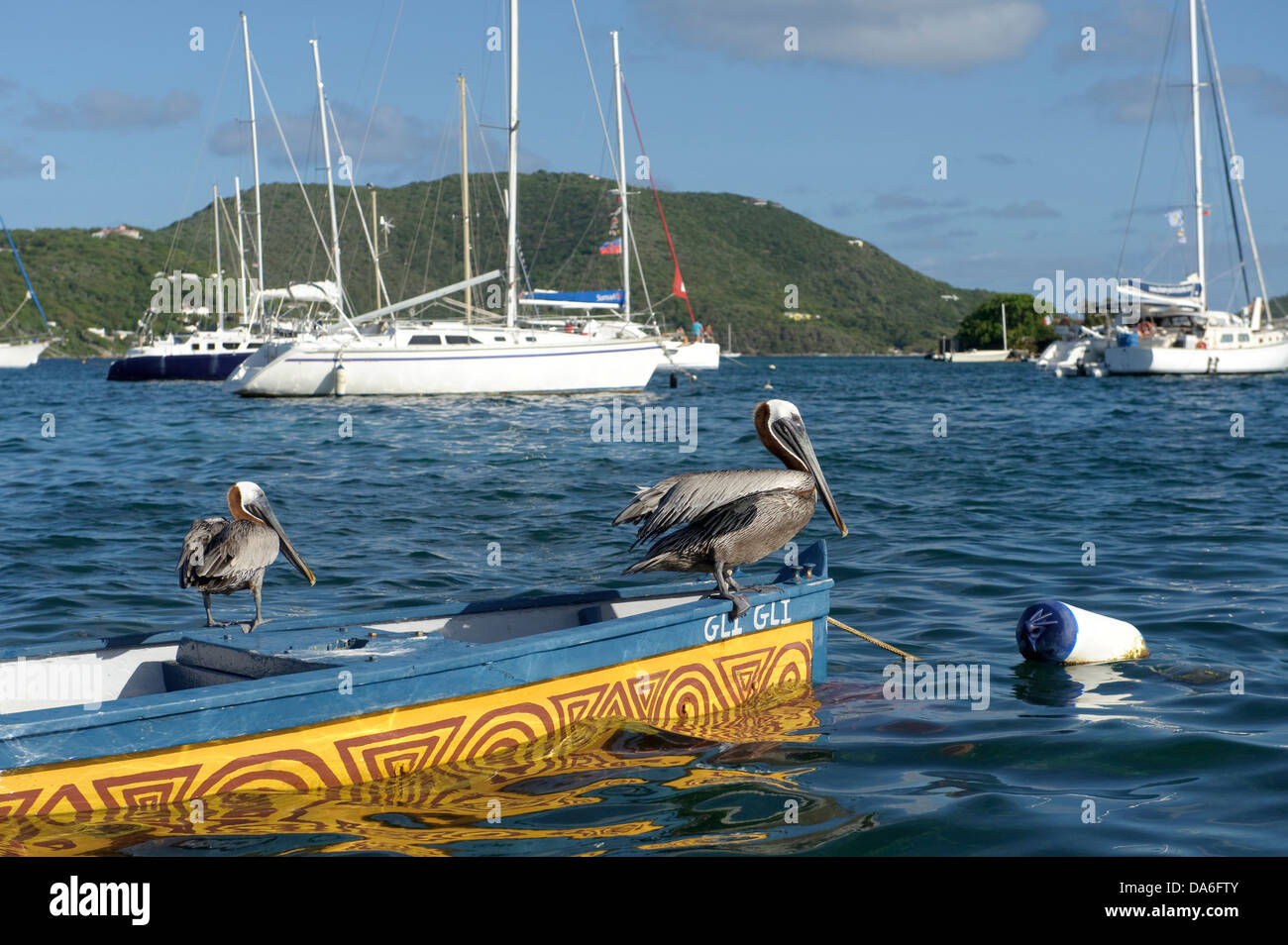 BVI, Boote, Britische Jungferninseln, Virgin Islands, British Virgin Islands, Insel, Insel, Tortola, Karibik, Pelikan Stockfoto