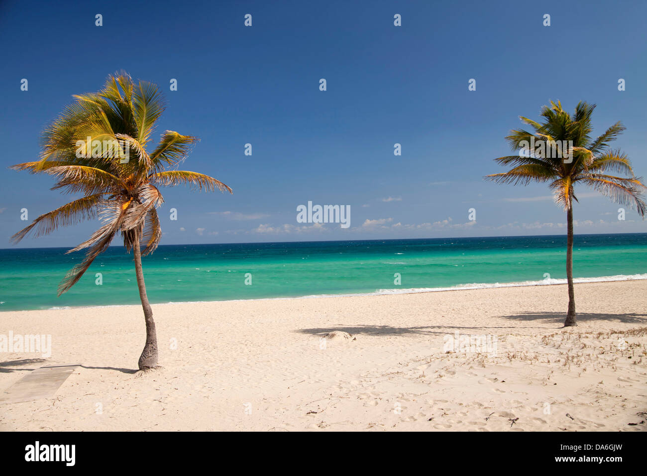 Palmen am Strand von Santa Maria del Mar Stockfoto