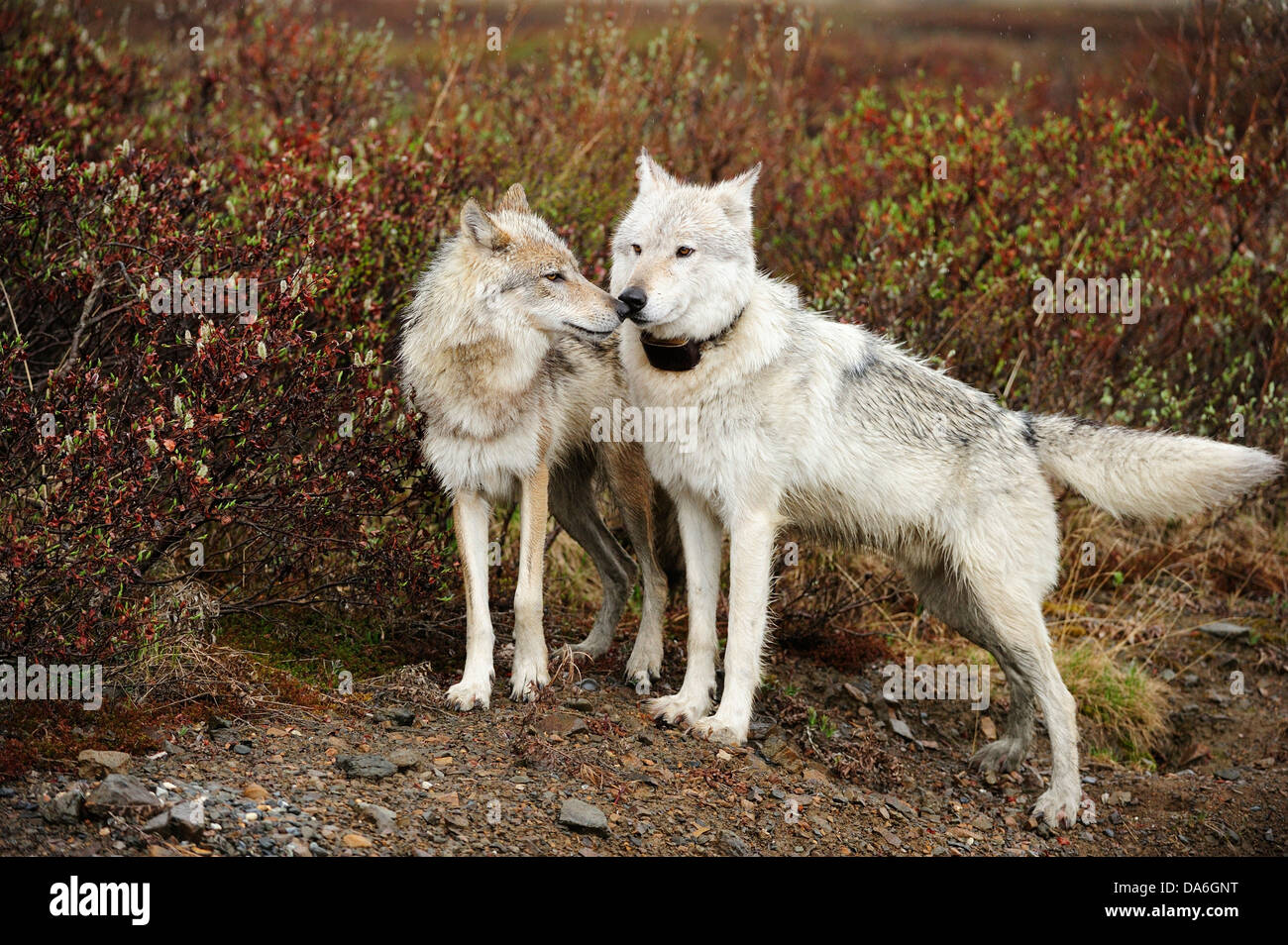 Wölfe (Canis Lupus), alpha-Wolf einen Sender Halsband begrüßt von einem  untergeordneten wolf Stockfotografie - Alamy
