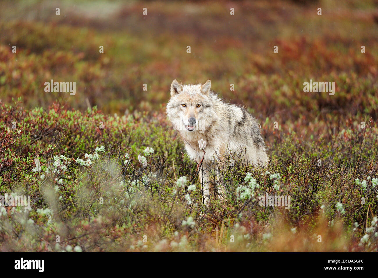 Junger Wolf (Canis Lupus) schlich die arktische tundra Stockfoto