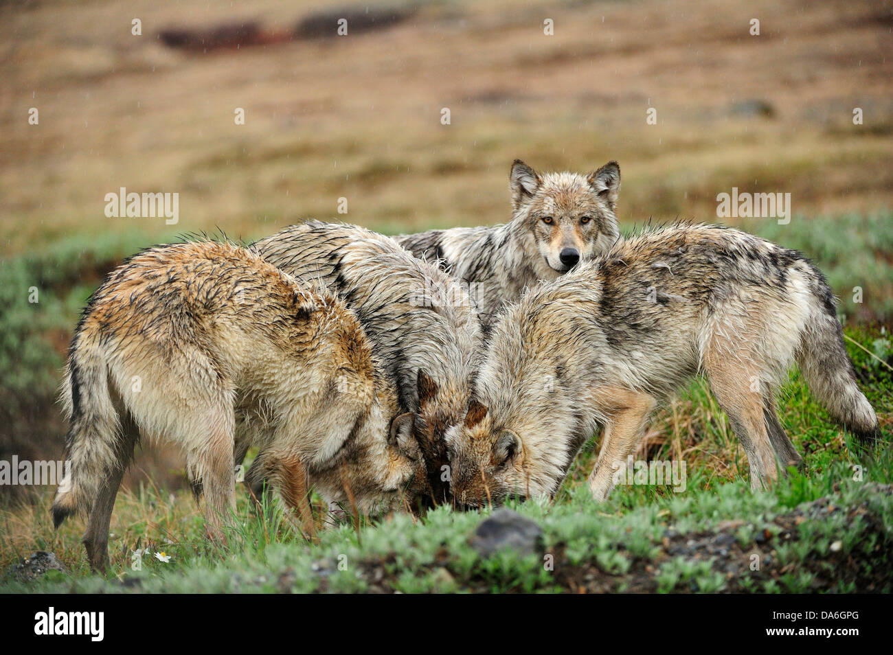 Wolf Rudel Pack of wolves -Fotos und -Bildmaterial in hoher Auflösung – Alamy