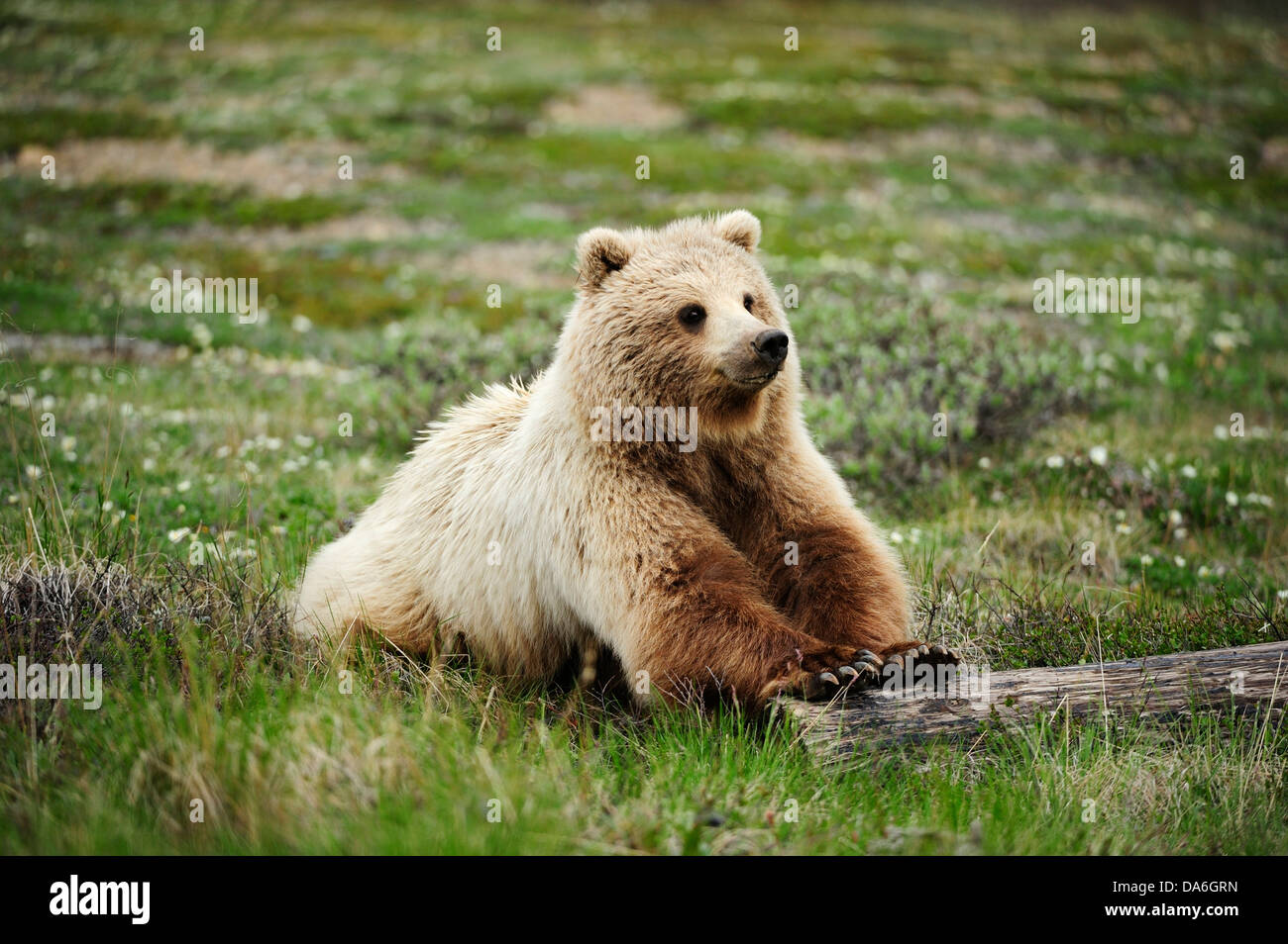 Grizzly Bär (Ursus Arctos Horribilis) rollt einen abgesägten Baumstamm durch die arktische tundra Stockfoto