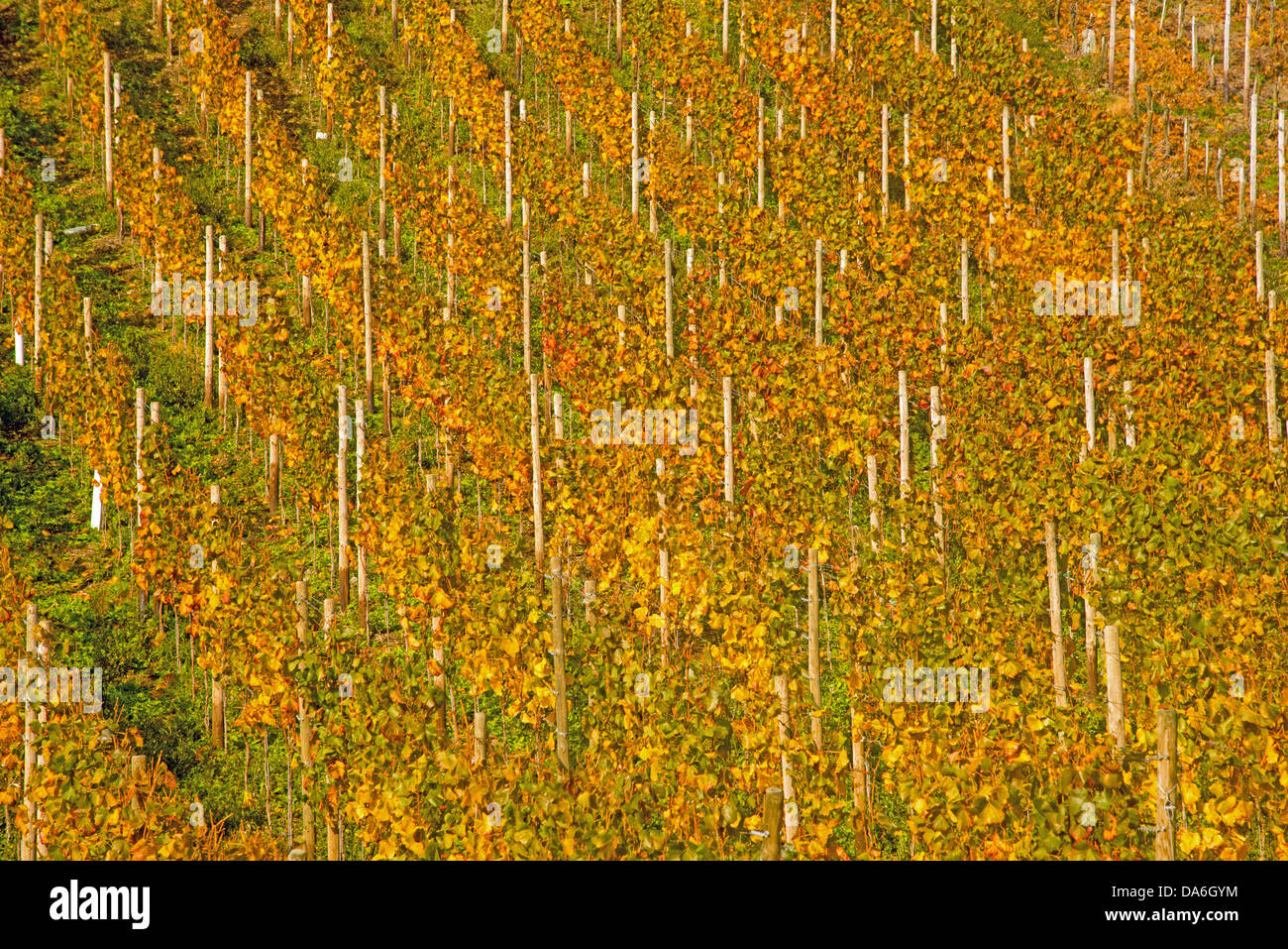 Weinberg im Herbst Stockfoto