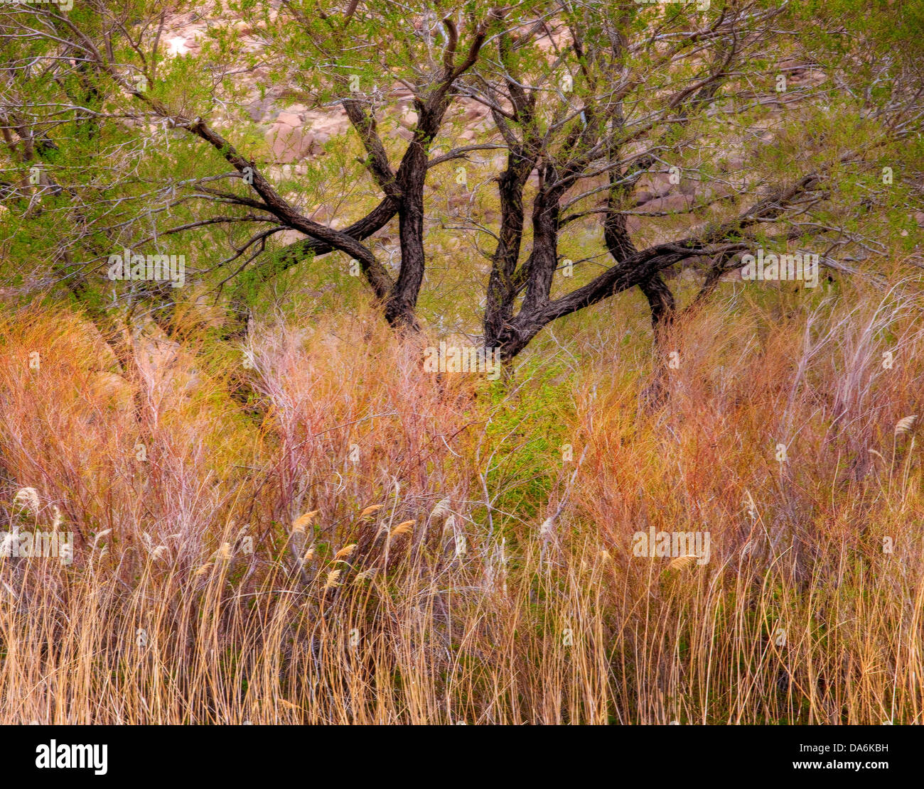 USA, USA, Amerika, Kalifornien, Bishop, Kalifornien, Eastern Sierras, Owens Valley, Bischof, Farbe, Pastelle, Herbst, Herbst Stockfoto