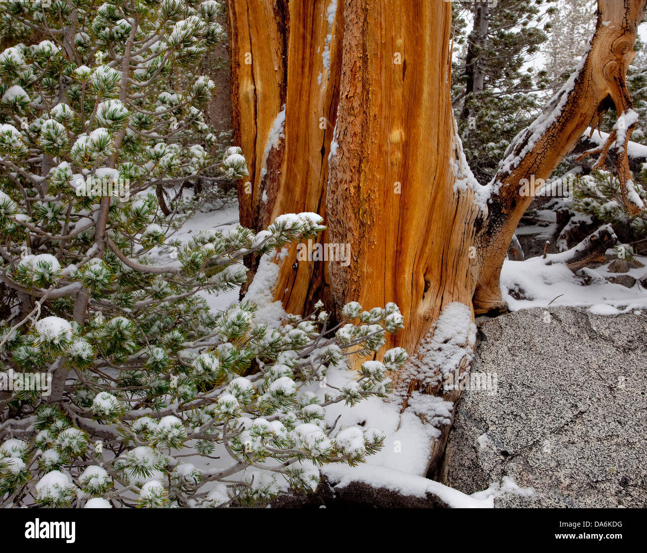 USA, USA, Amerika, Kalifornien, Schnee, Baum, Wald, Bristlecone Wald, Bristlecone tree Stockfoto