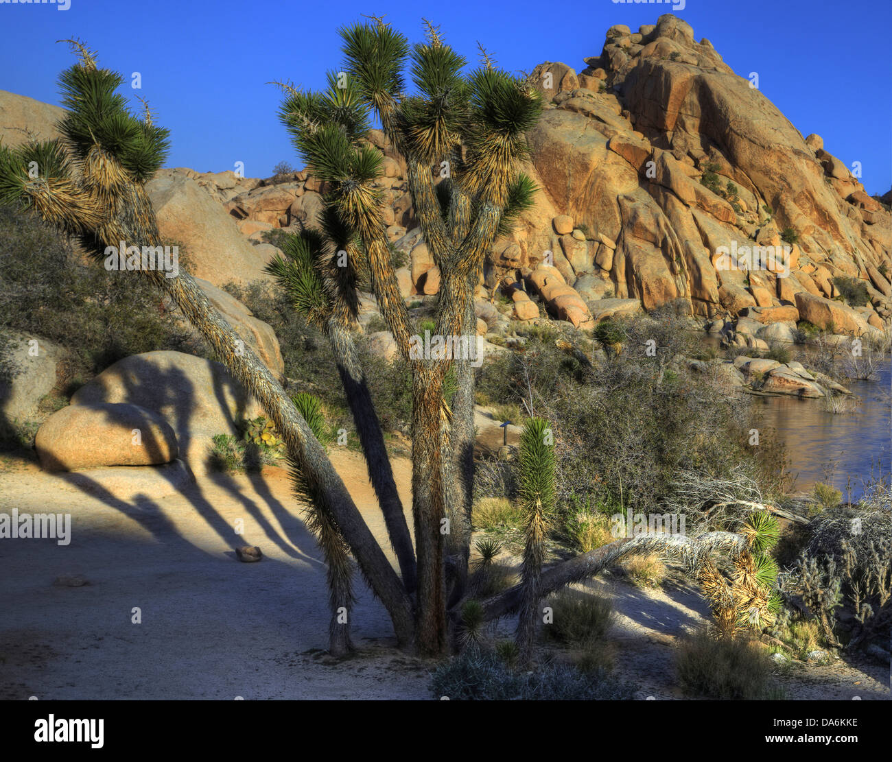 USA, USA, Amerika, Kalifornien, Indio, Nationalpark, Joshua Tree, Wüste, Wildblumen, Saison, Kaktus, Cholla Garten, B Stockfoto