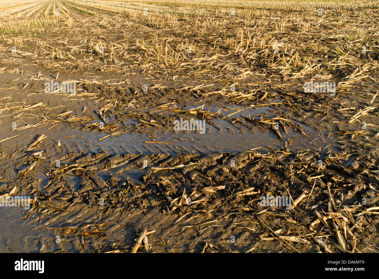 Muddy land mit reifenspuren im Schlamm am Rand eines Feldes auf landwirtschaftlichen Nutzflächen, die gerade geerntet wurde, England, Großbritannien Stockfoto