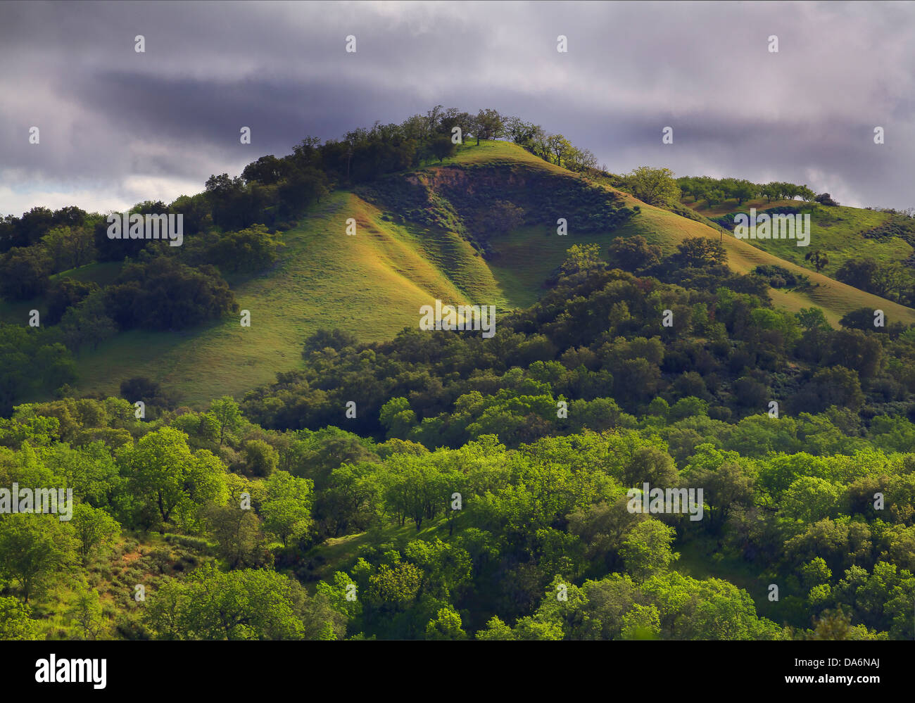 USA, USA, Amerika, Kalifornien, Paso Robles, Zentral-Kalifornien, Hill, Rolling Hills, grün, Bäume Stockfoto
