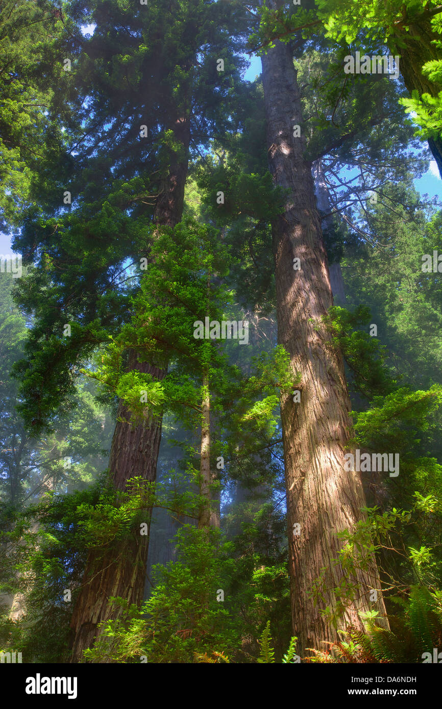 USA, USA, Amerika, Kalifornien, Crescent City, Nordkalifornien, Del Norte Coast Redwoods, State Park, Wald, Holz Stockfoto