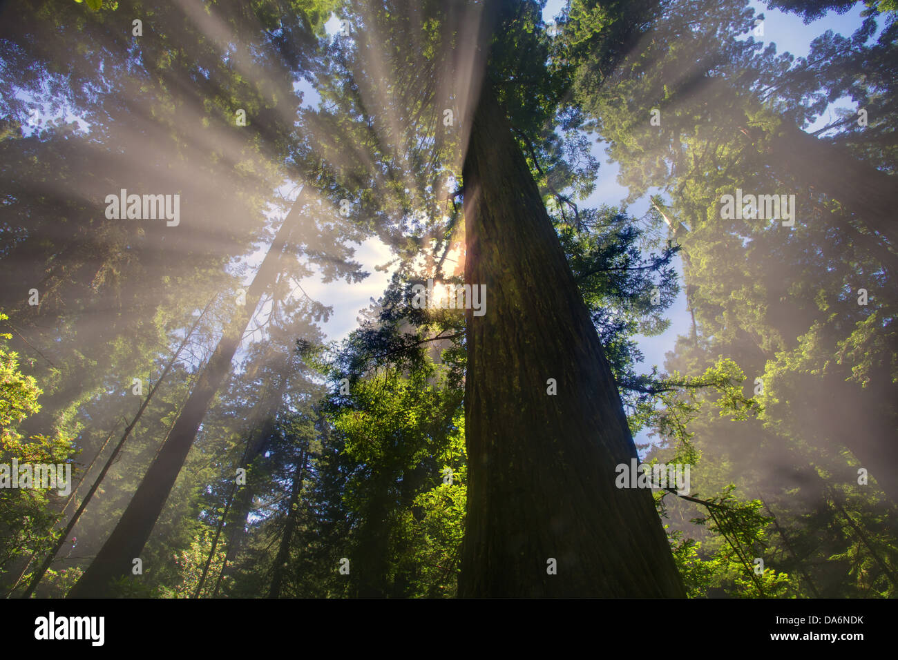 USA, USA, Amerika, Kalifornien, Crescent City, Nordkalifornien Del Norte Coast Redwoods, State Park, Wald, Crep Stockfoto
