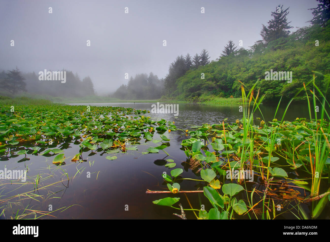 USA, USA, Amerika, Kalifornien, Crescent City, Nordkalifornien Del Norte Coast Redwoods, State Park, Wald, Teich Stockfoto