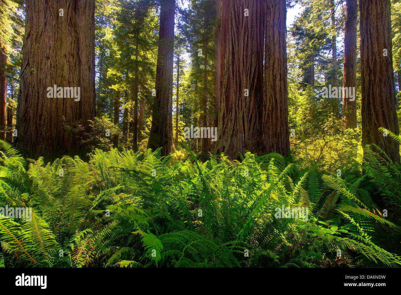 USA, USA, Amerika, Kalifornien, Crescent City, Nordkalifornien, Del Norte Coast Redwoods, State Park, Wald, Holz Stockfoto