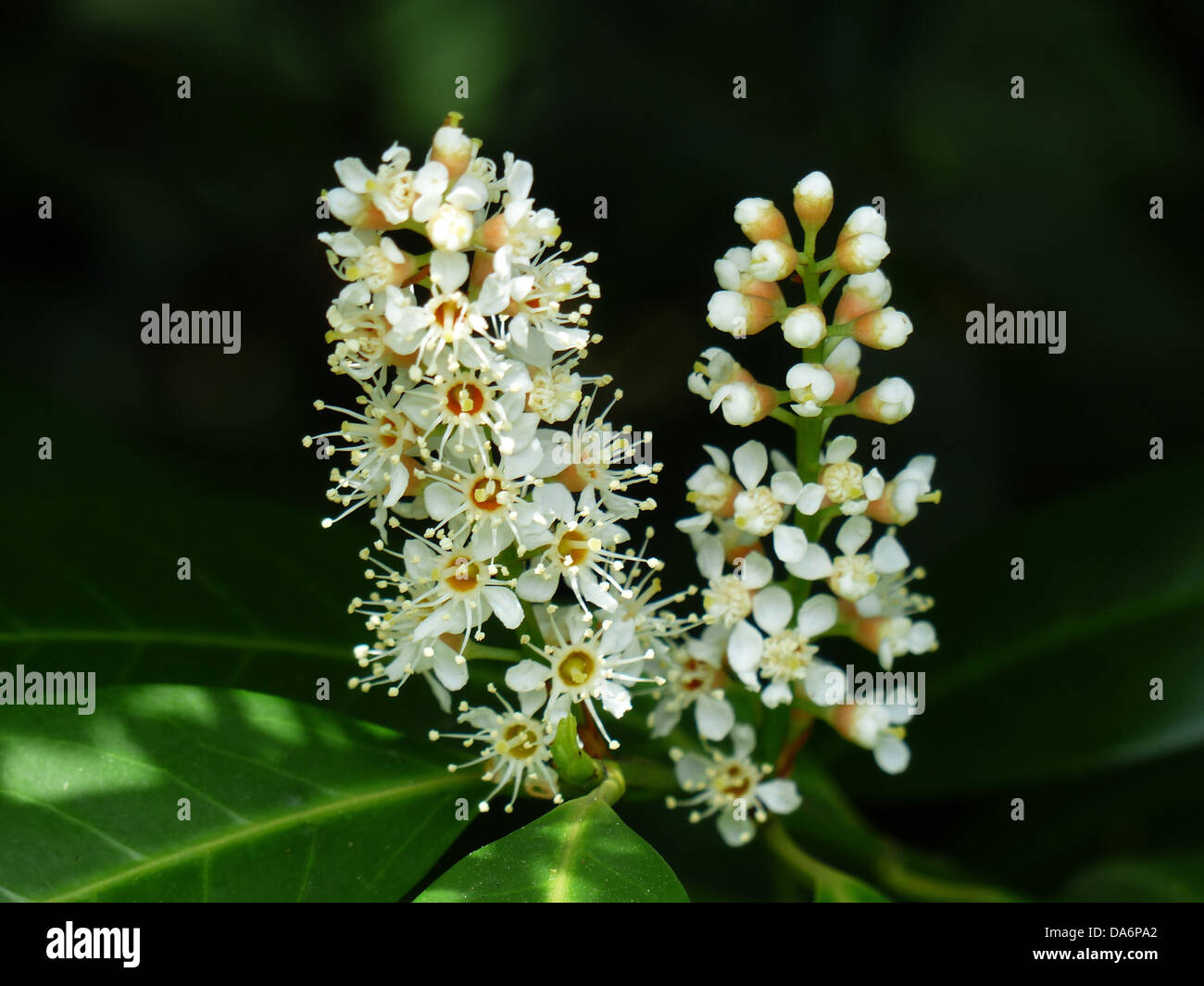 Prunus laurocerasus, auch bekannt als Kirschlorbeer, zeigt sich in Blte  mit weien Knospen und ornamentalen Qualitten, die hufig in Grten und  Landschaften zu finden sind Stockfotografie - Alamy