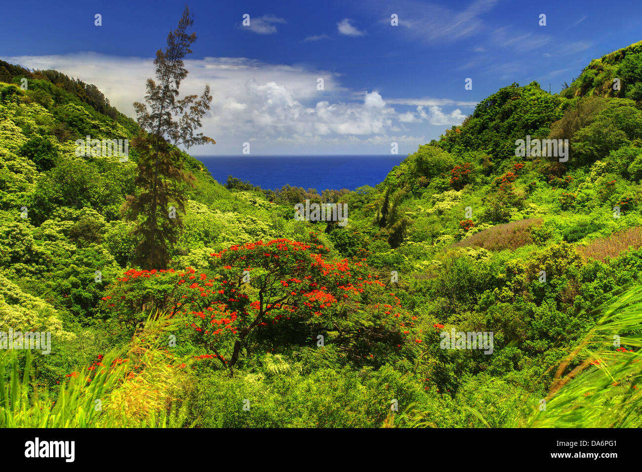 USA, USA, Amerika, Hawaii, Big Island, Pacific, Ocean, Tal, Blüten, Blüten, Blumen, vegetation Stockfoto