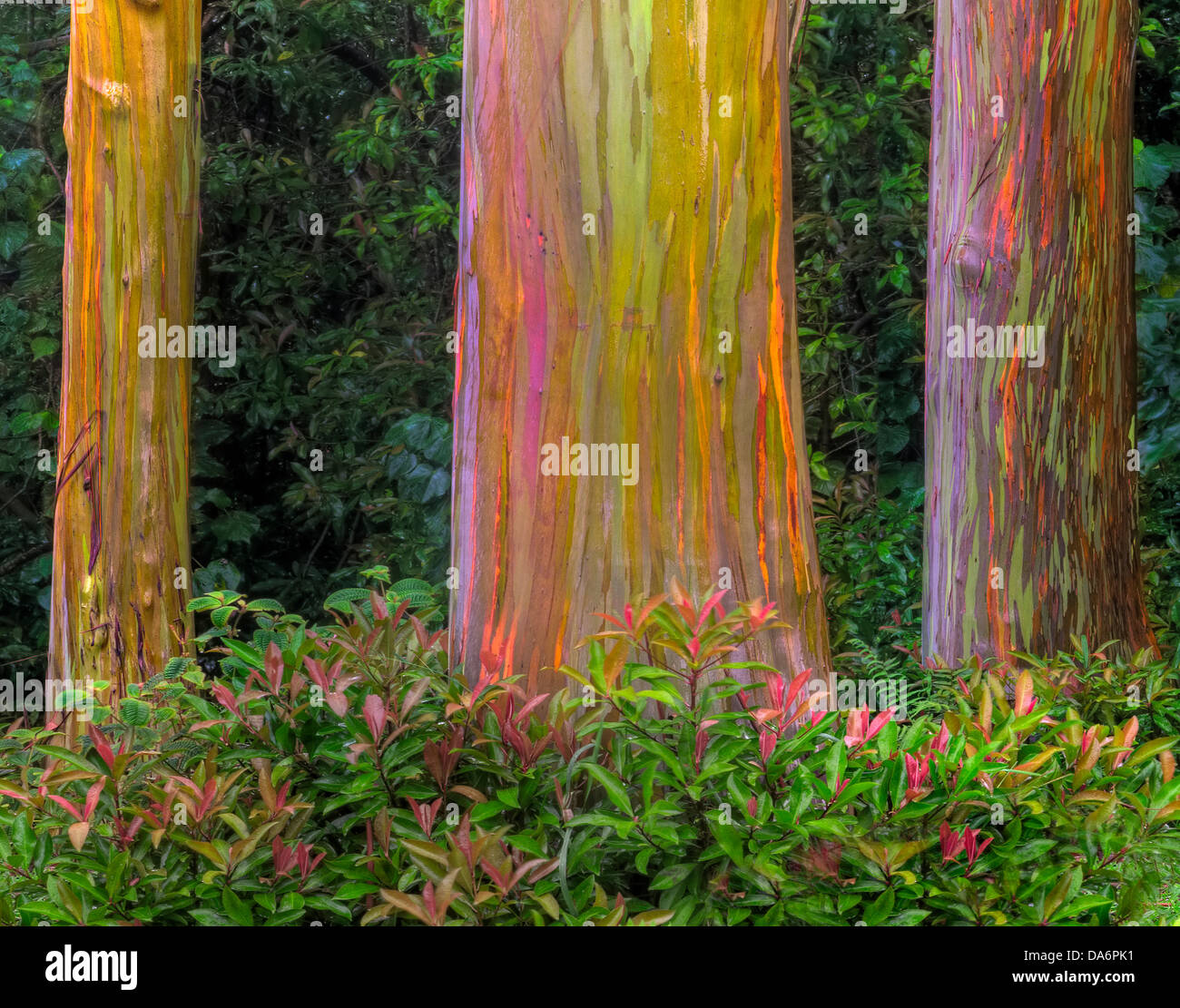 USA, USA, Amerika, Hawaii, Maui, Wald, Rinde, Regenbogen Rinde, Eukalyptus, Baum Stockfoto