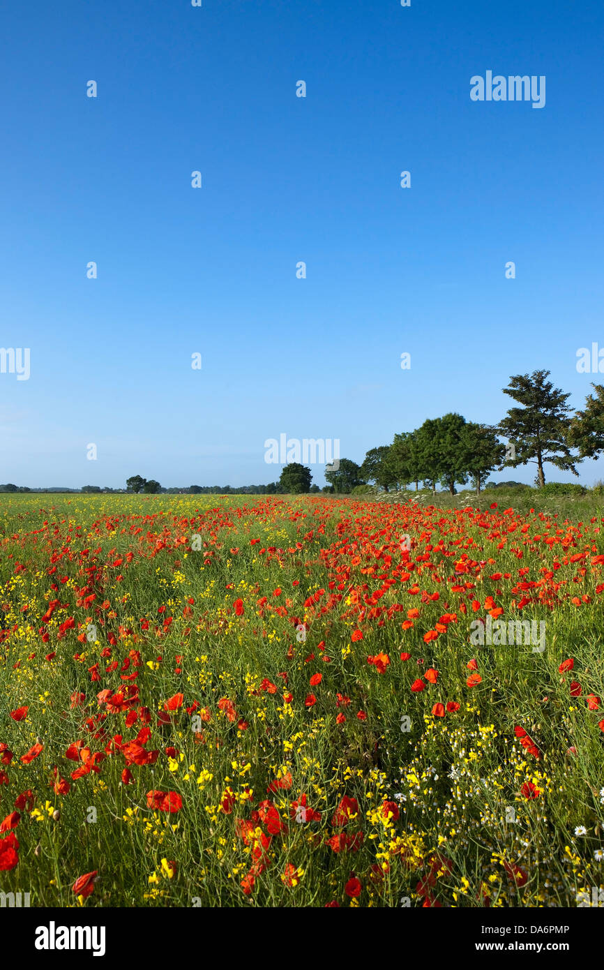 Strahlend blauen Himmel über rote Mohnblumen und gelben Raps Blumen in einer Sommerlandschaft Stockfoto