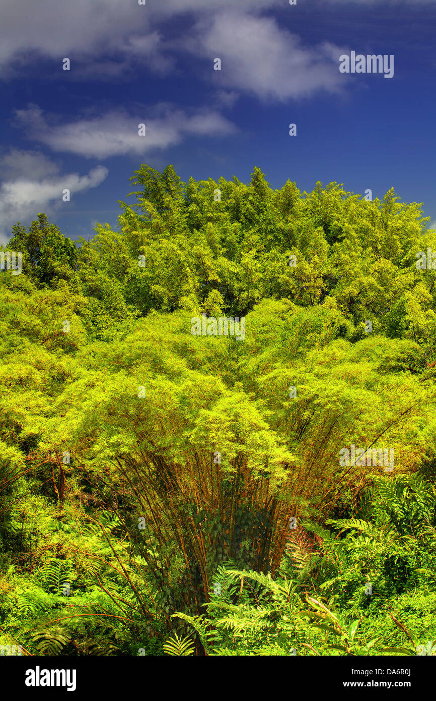 USA, USA, Amerika, Hawaii, Big Island, Bäume, Palmen, wilder Ingwer, grün Stockfoto
