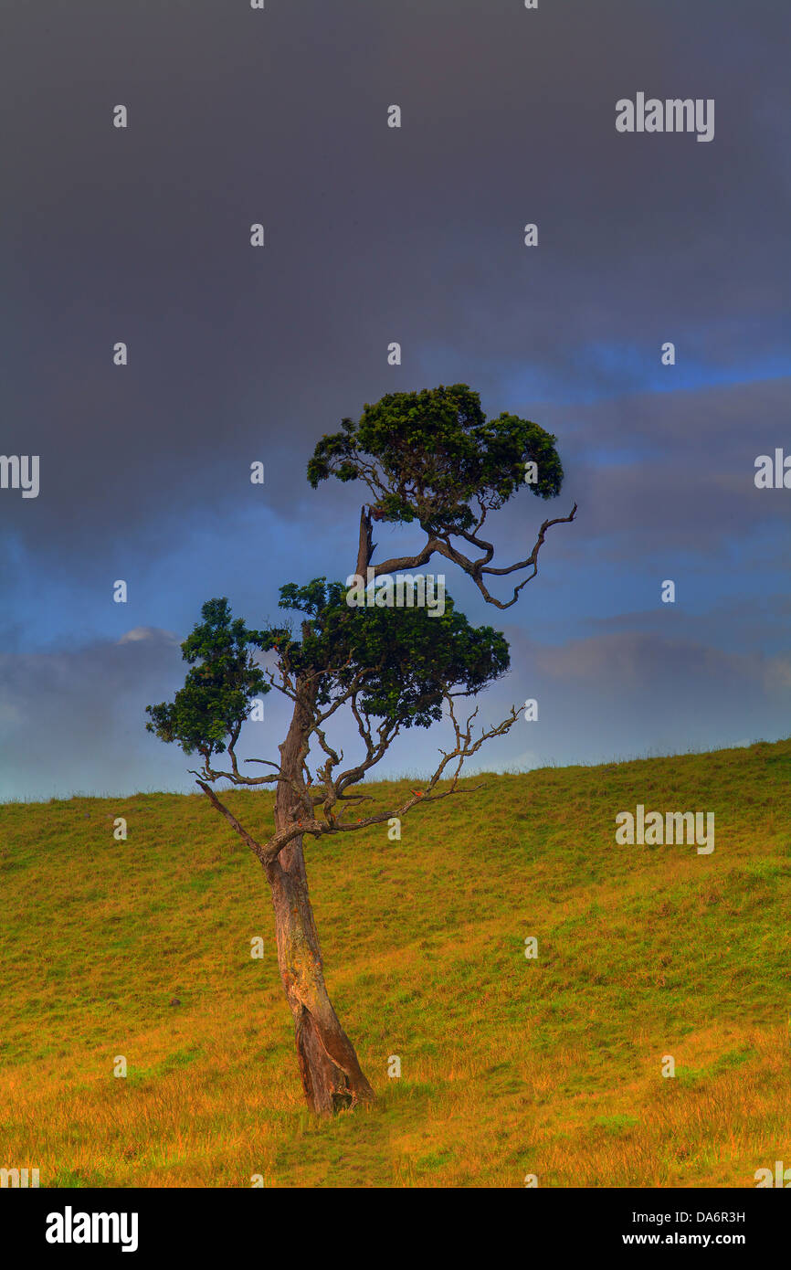 USA, USA, Amerika, Hawaii, Big Island, Lone, Baum, Landschaft Stockfoto