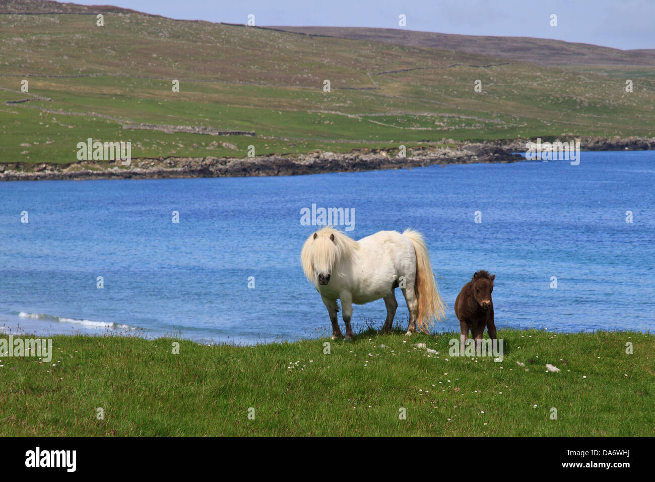 Eine weiße Shetland-Pony mit einem braunen Fohlen stehen am Ufer des Meeres Stockfoto