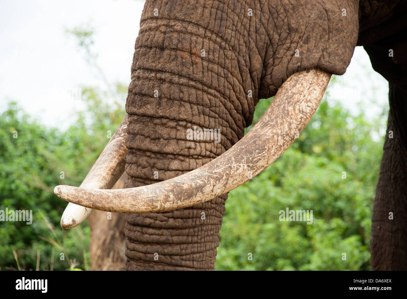 South African Elefant mit langen Stoßzähnen. Stockfoto