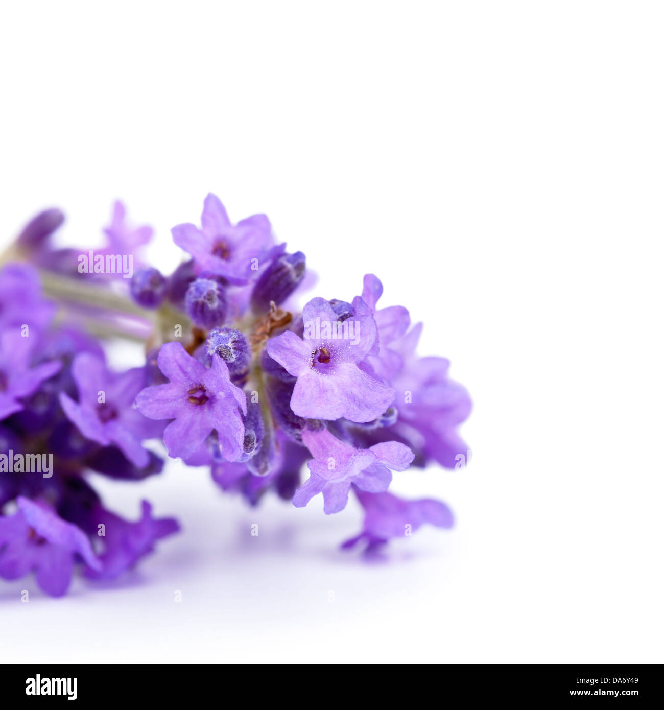 Lavendel Blumen auf weißem Hintergrund. Makroaufnahme Stockfoto