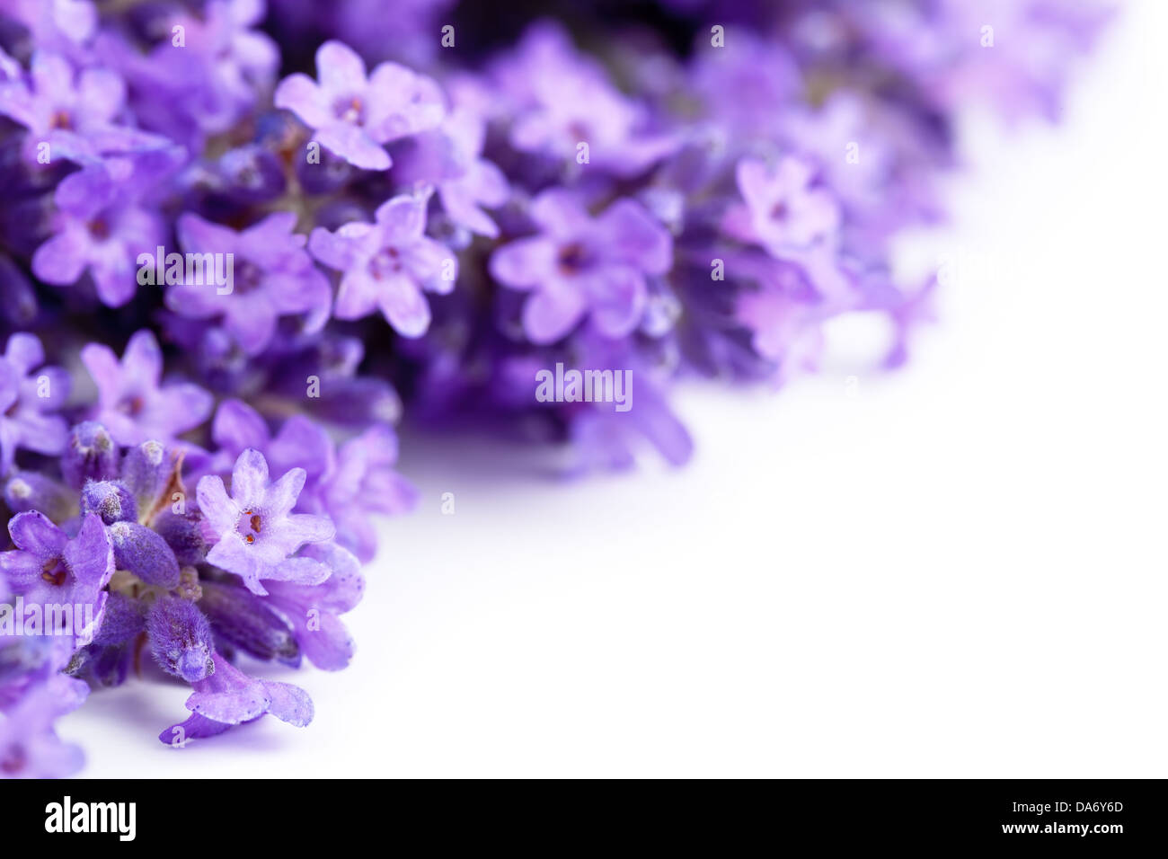 Lavendel Blumen auf weißem Hintergrund. Kopieren Sie Raum. Makroaufnahme Stockfoto