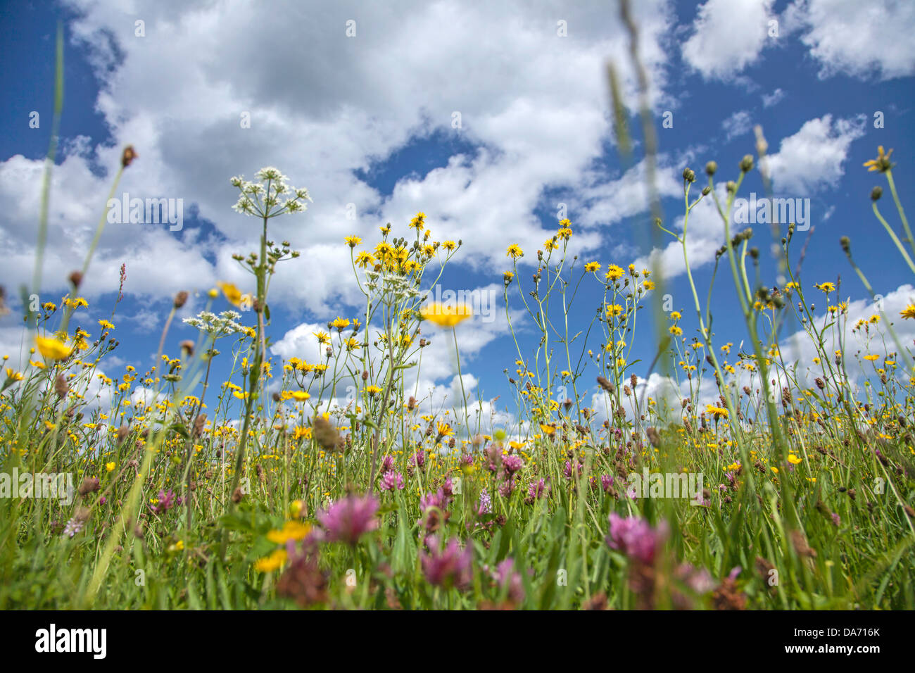 Britische Wildblumenwiese mit Klee und Butterblumen, England, UK Stockfoto