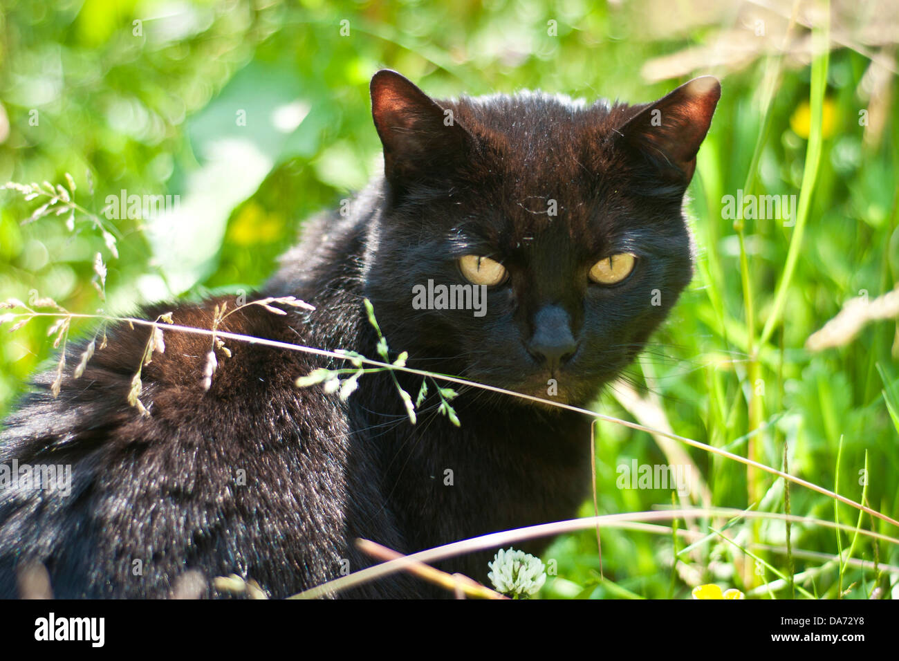 Eine schwarze Katze mit gelbe Augen piercing sitzt in einem Garten von grünem Rasen starrte Stockfoto