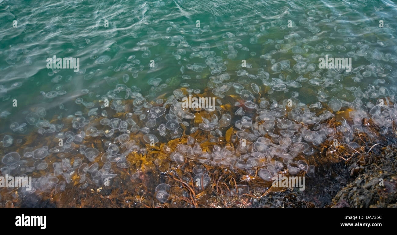 Aurelia Golden Moon Jelly Fish in Loch Na Keal, Isle of Mull, Schottland Stockfoto