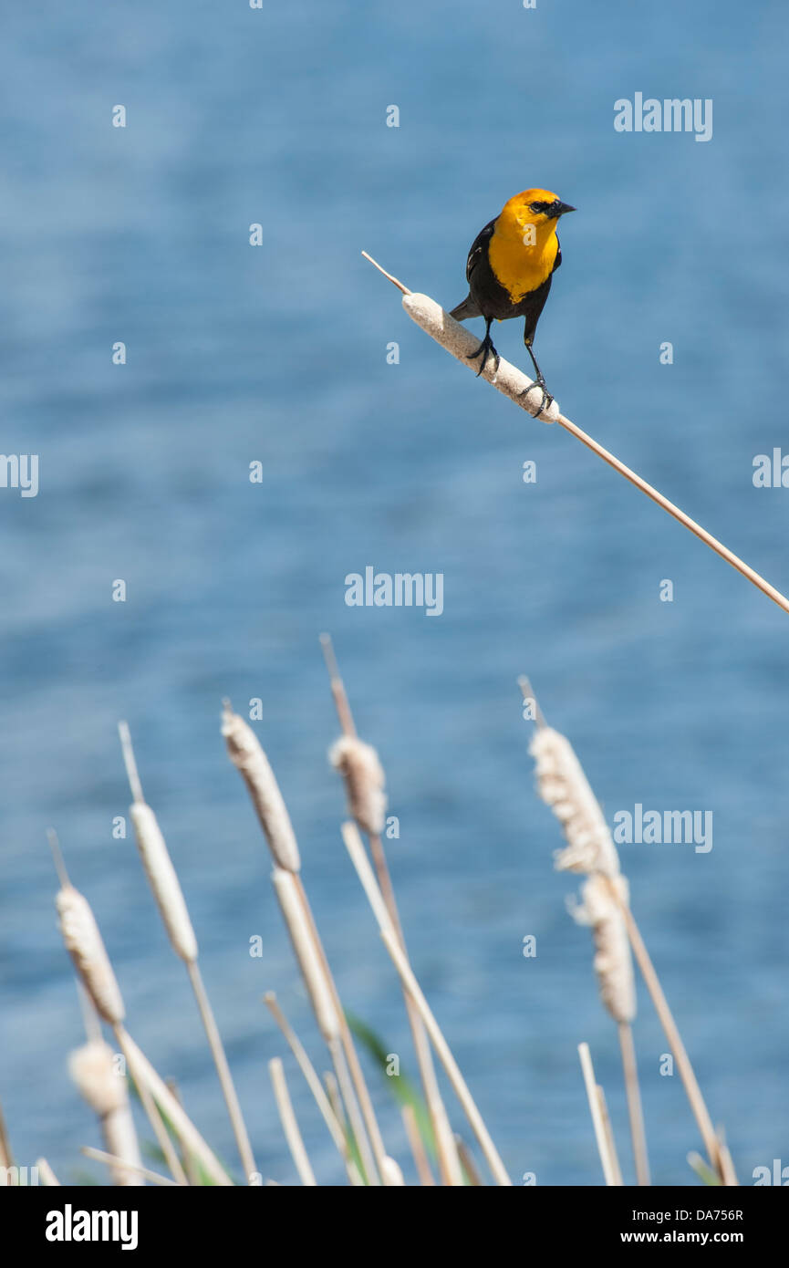 Gelbe Spitze Blackbird gehockt Rohrkolben Stockfoto