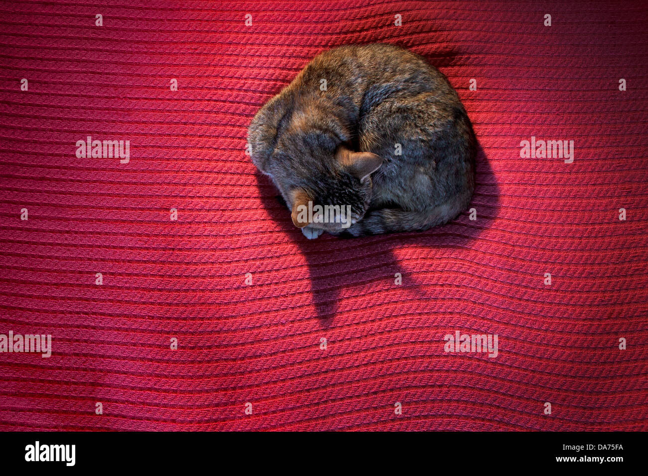 Katze auf einer roten Decke Stockfoto