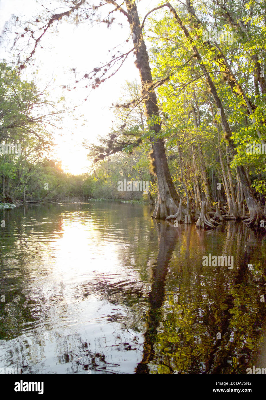 Zypresse und Wurzeln auf Silver River, Silver River State Park, FL Stockfoto