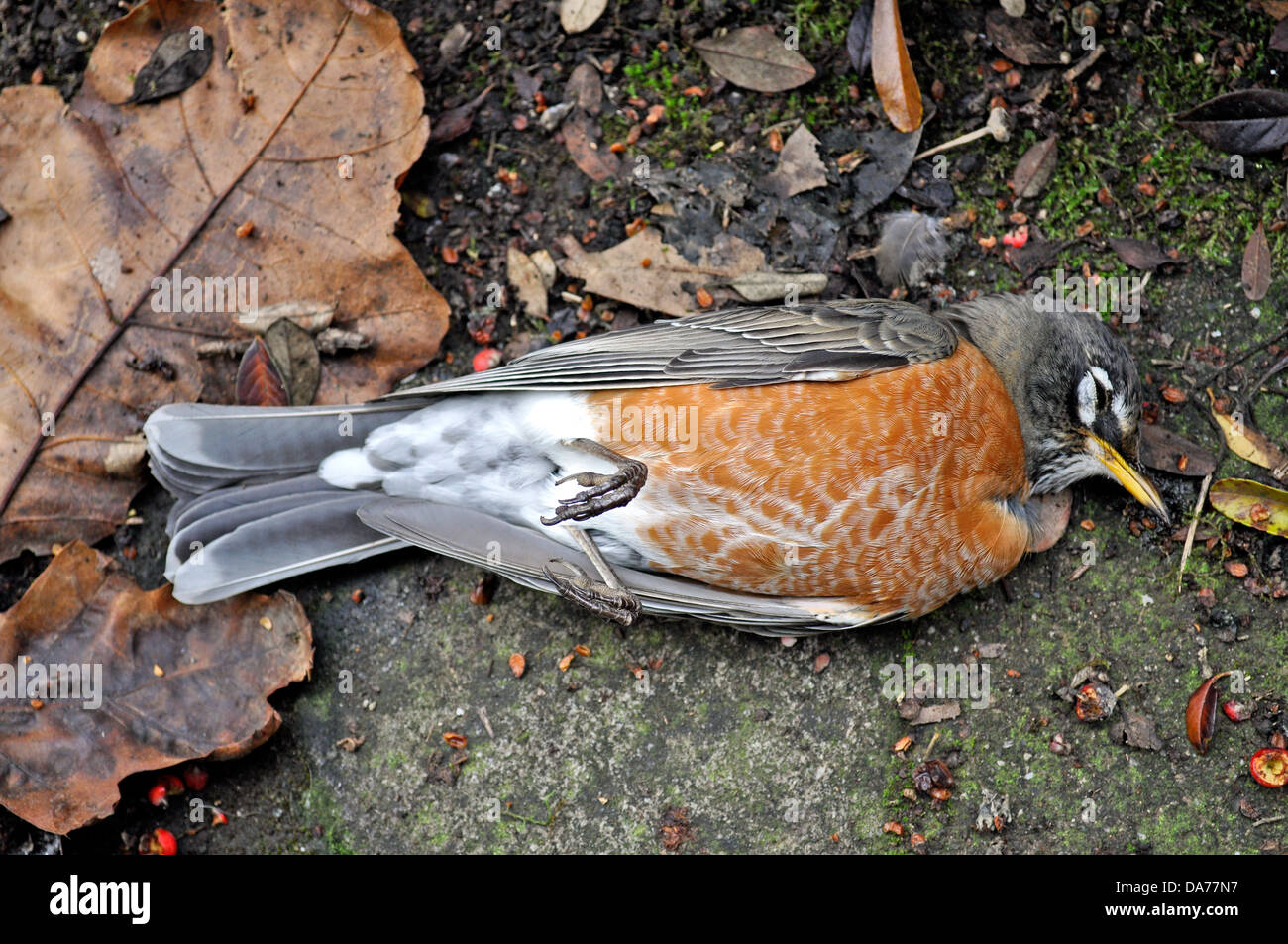 Toten amerikanischen Robin, Turdus migratorius, im Garten im Hinterhof in San Francisco Kalifornien Stockfoto