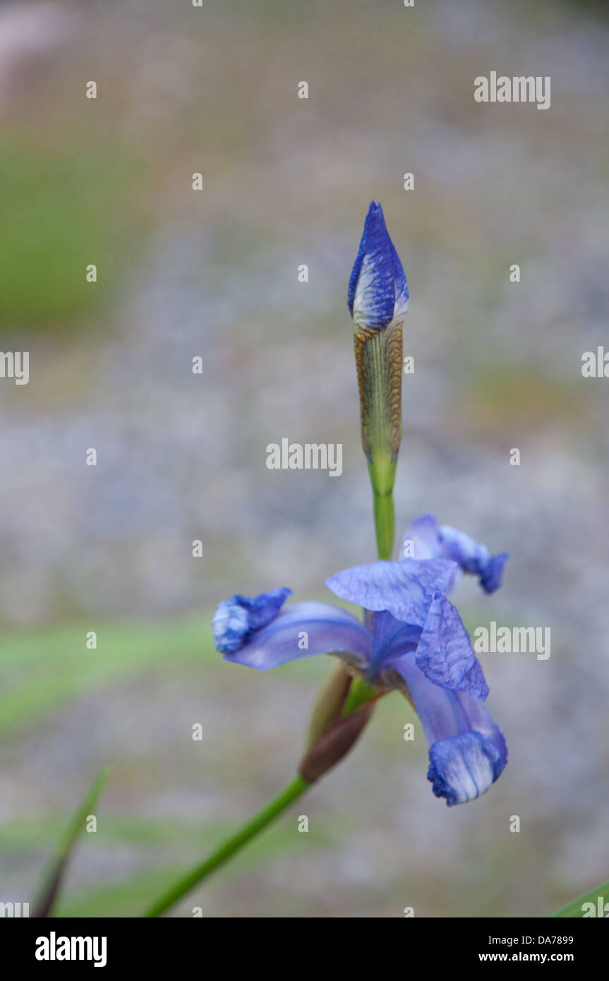 Blaue Iris Stockfoto